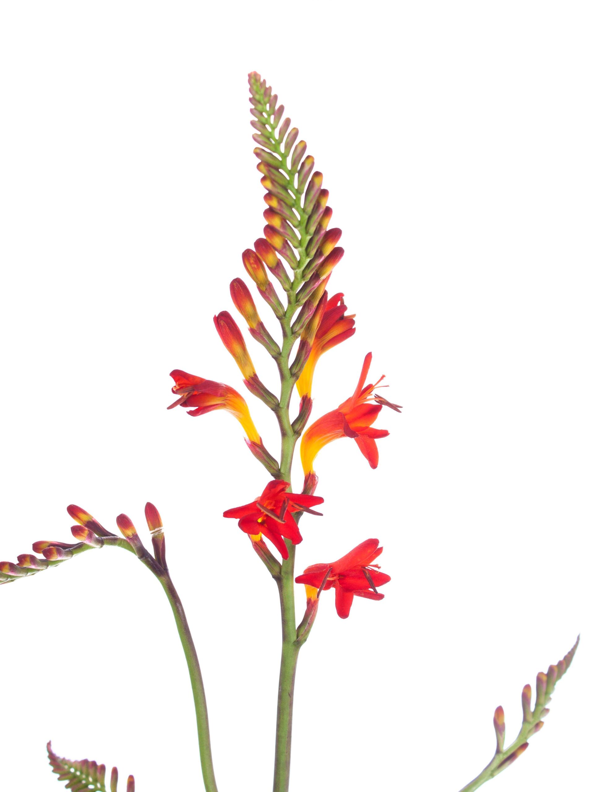 Crocosmia - Montbretien "Lucifer" orange-rot