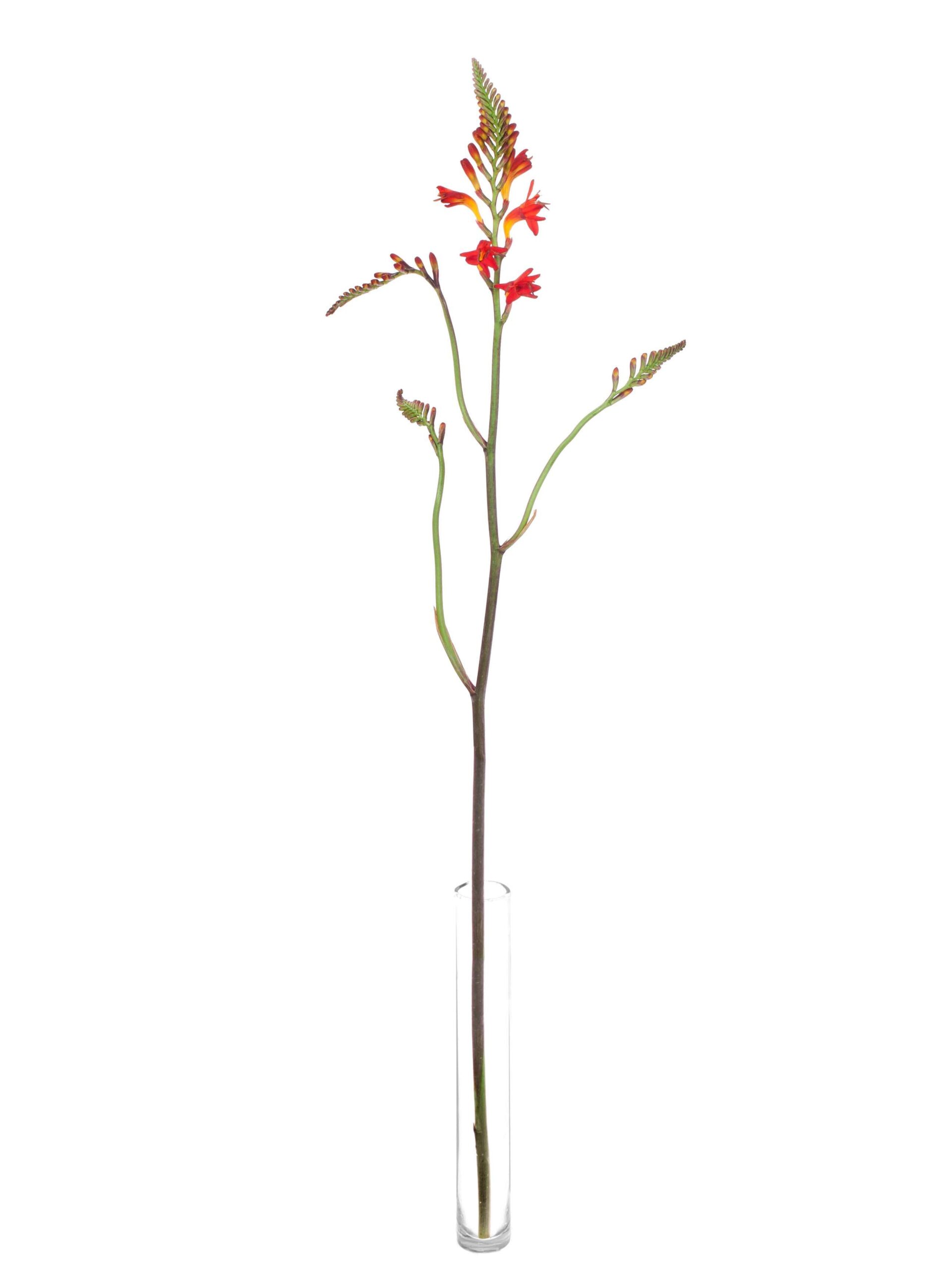 Crocosmia Lucifer - Montbretia orange-rot