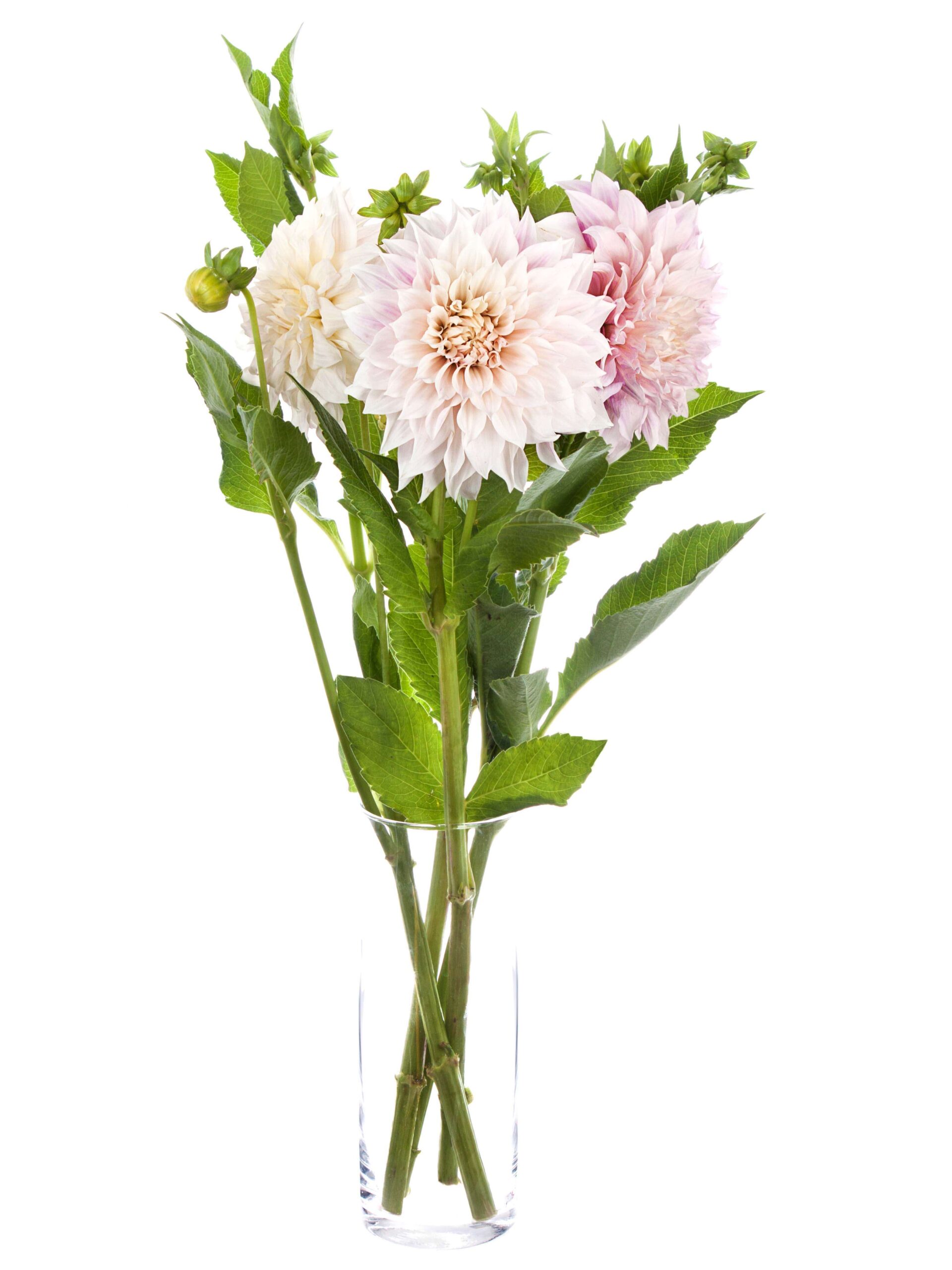 Dahlie Cafe au lait creme