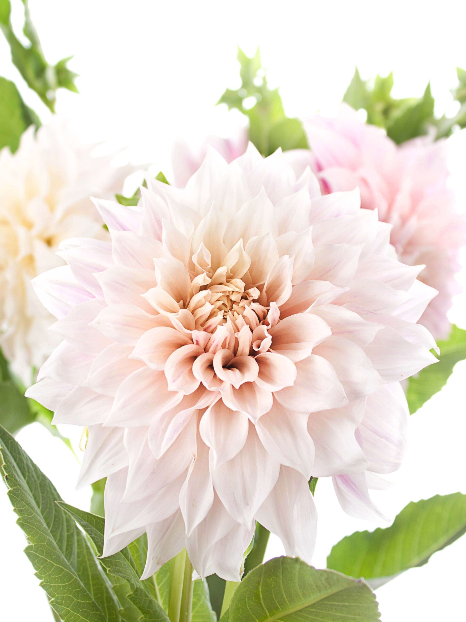 Dahlien "Cafe au Lait" creme-rosa