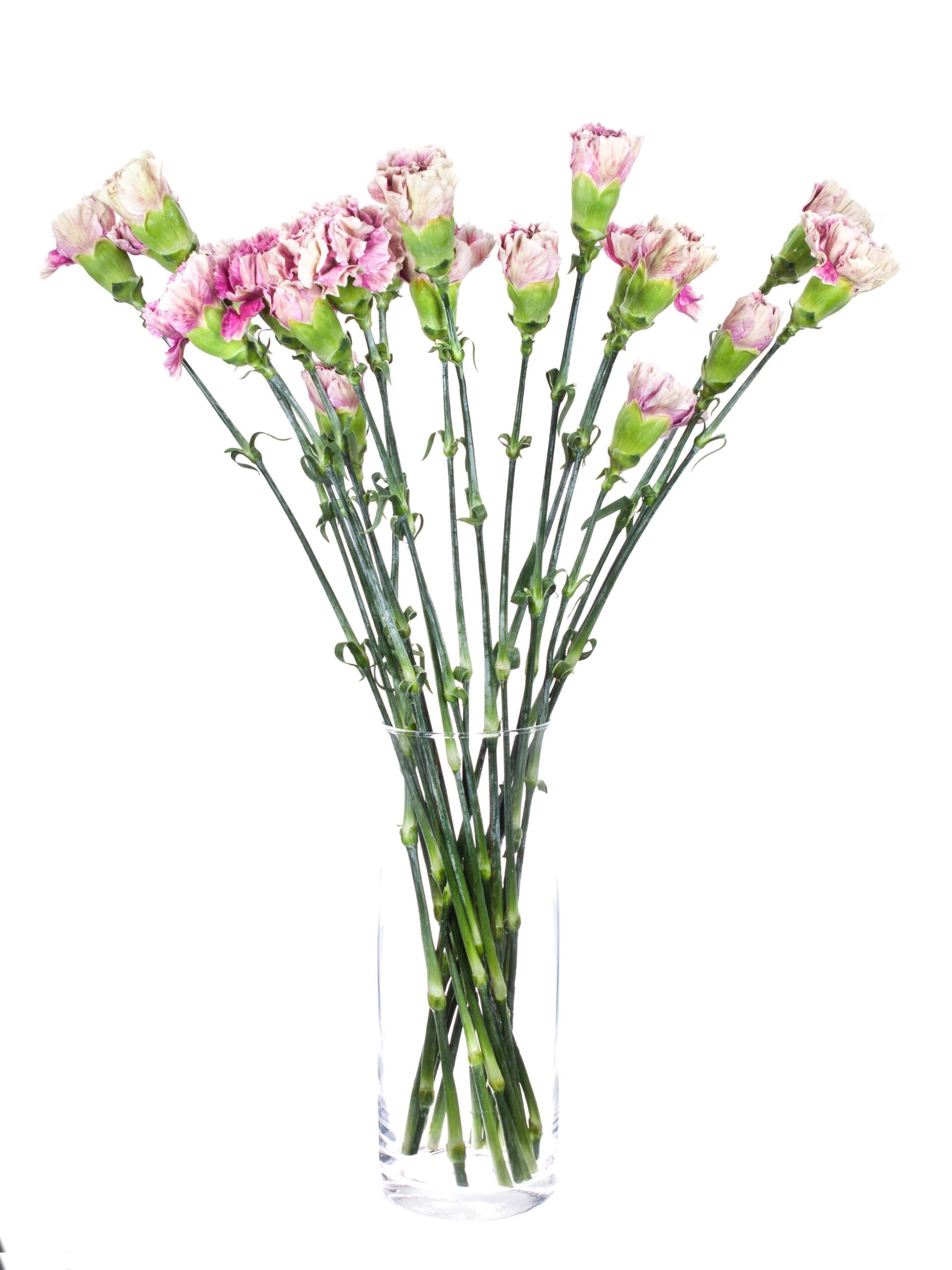 Edelnelke Antiqua pink
