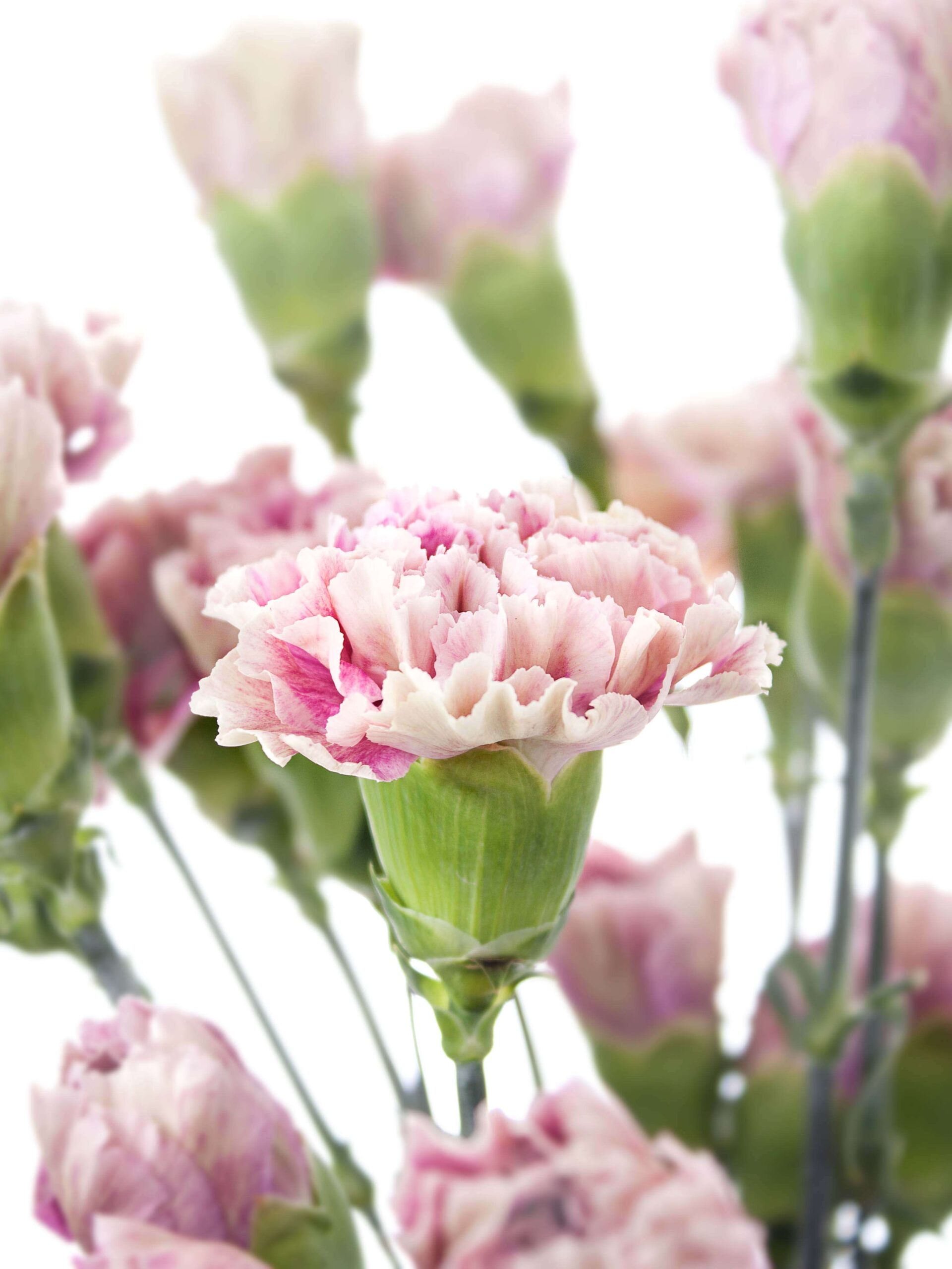 Edelnelke Antiqua pink