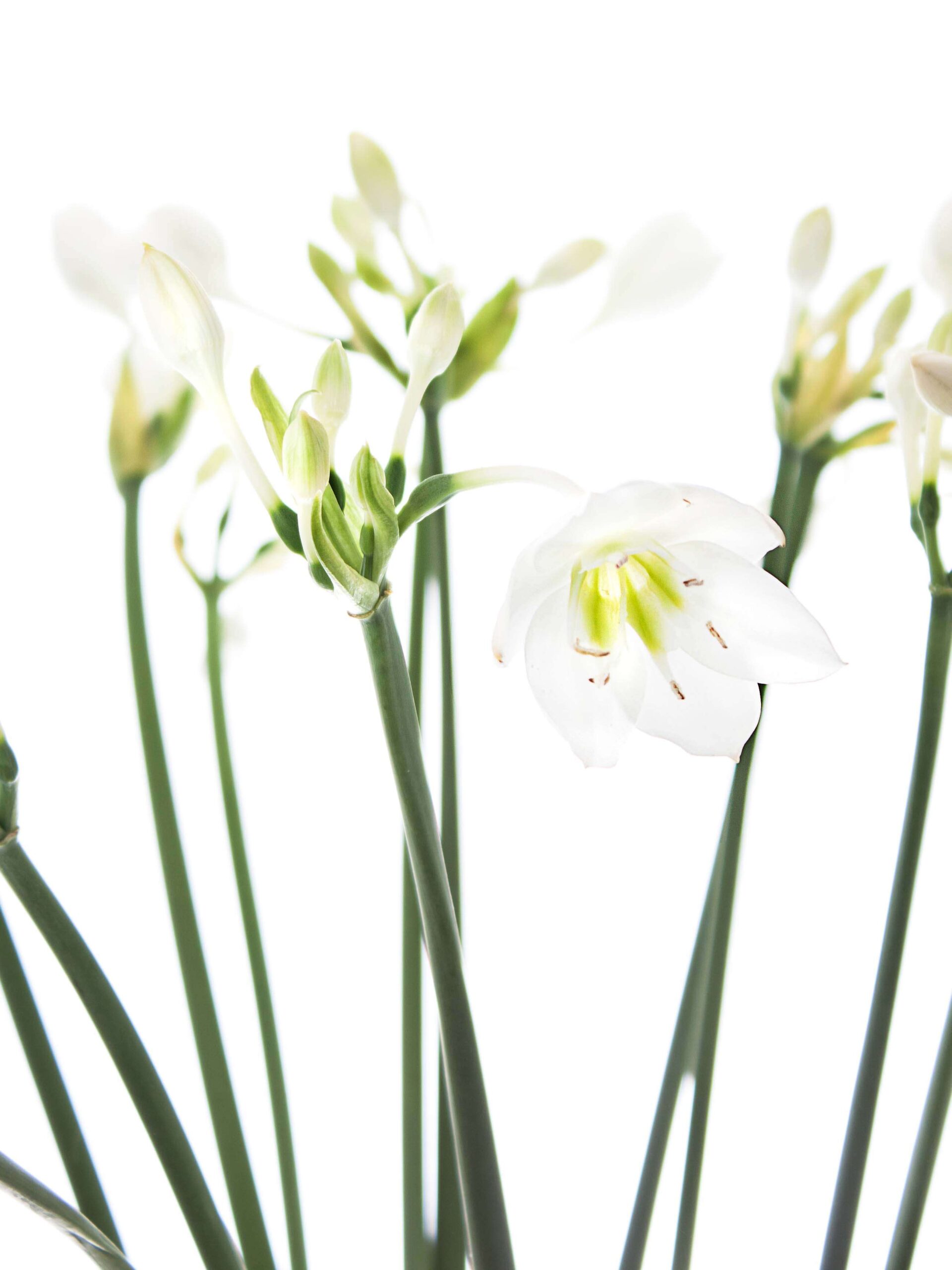 Eucharis Grandiflora - Amazonaslilie - weiß