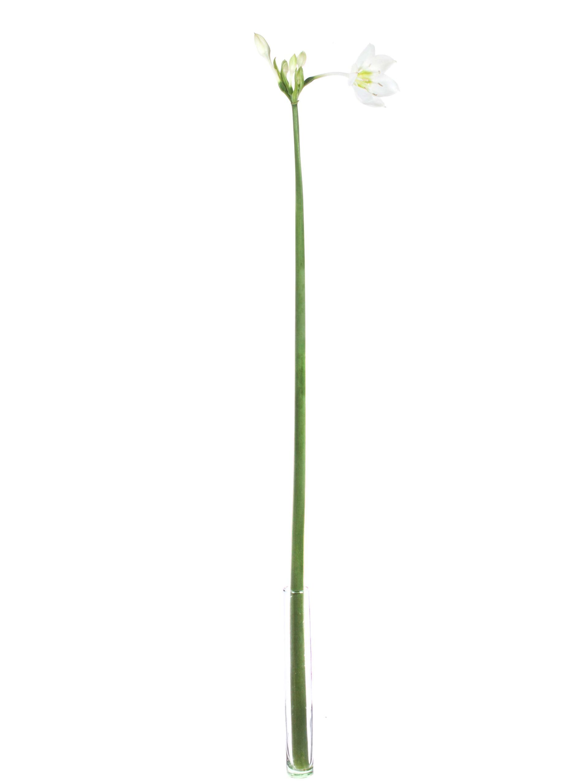 Eucharis Grandiflora weiss