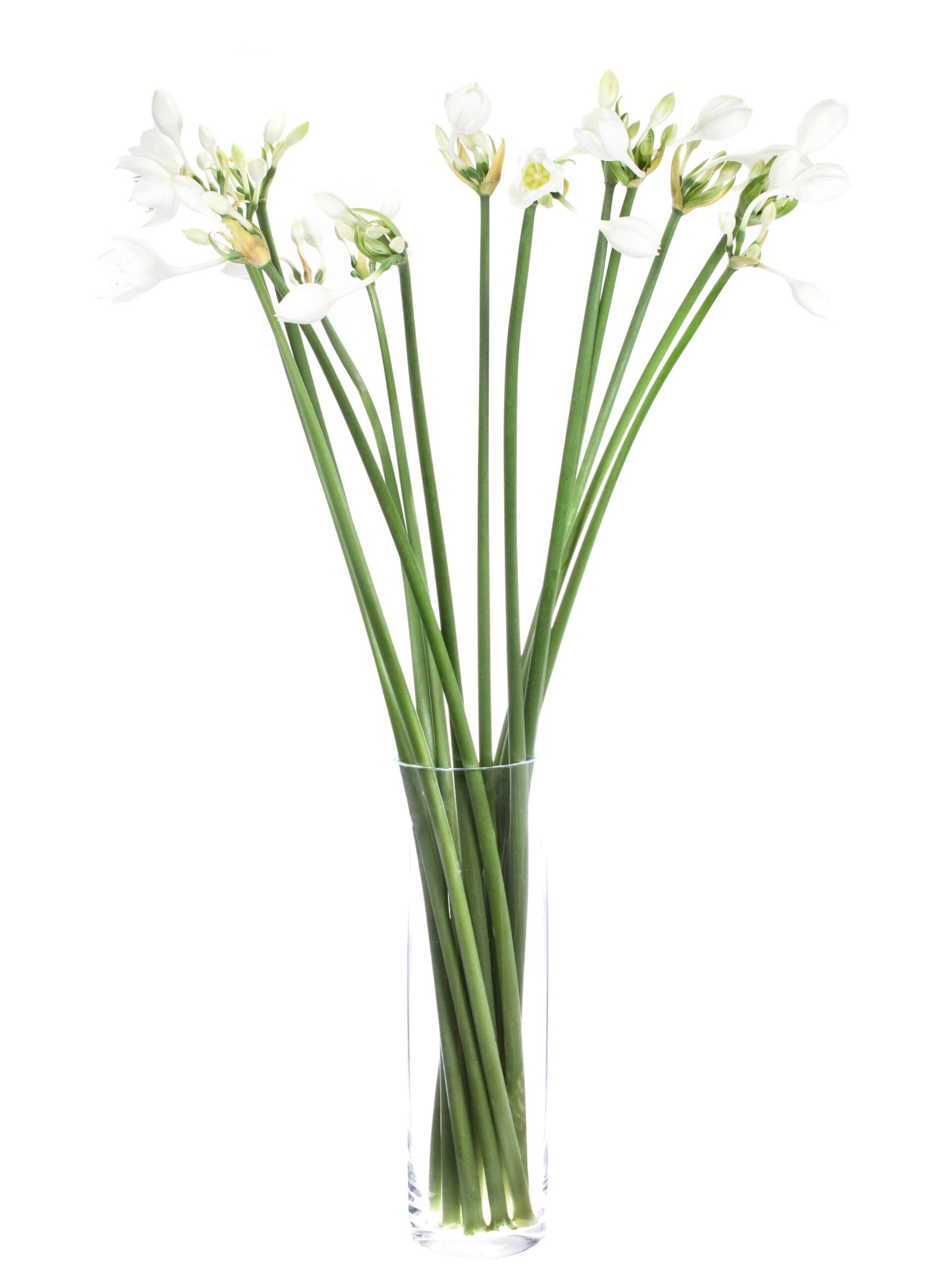 Eucharis Grandiflora weiss