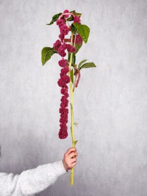 Amaranthus
