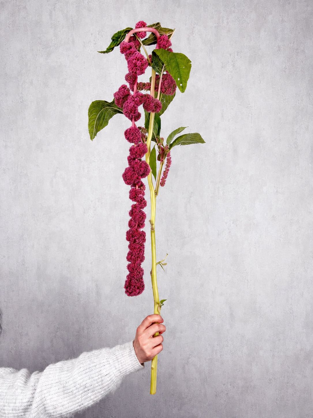 Amaranthus "Rosemary" beerenrot