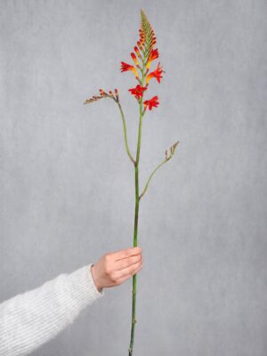 Crocosmia - Montbretien