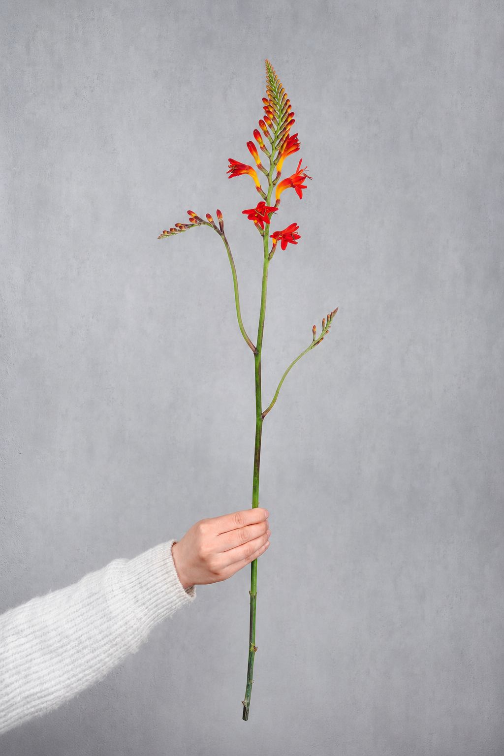Crocosmia - Montbretien "Lucifer" orange-rot