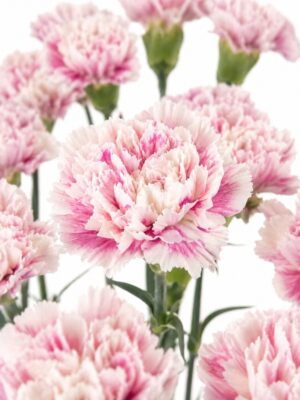 Edelnelken 