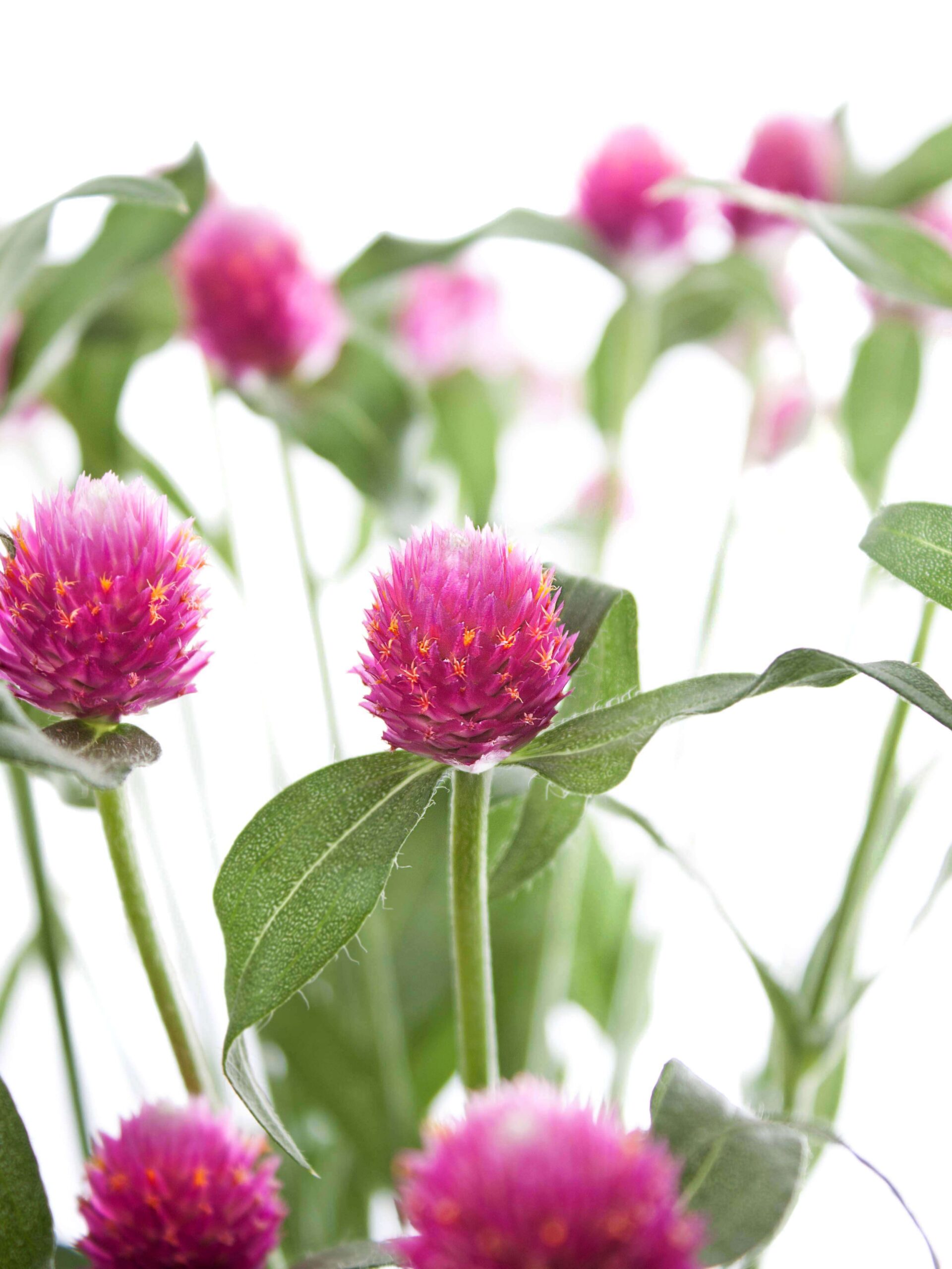 Gomphrena - Echter Kugelamarant - pink