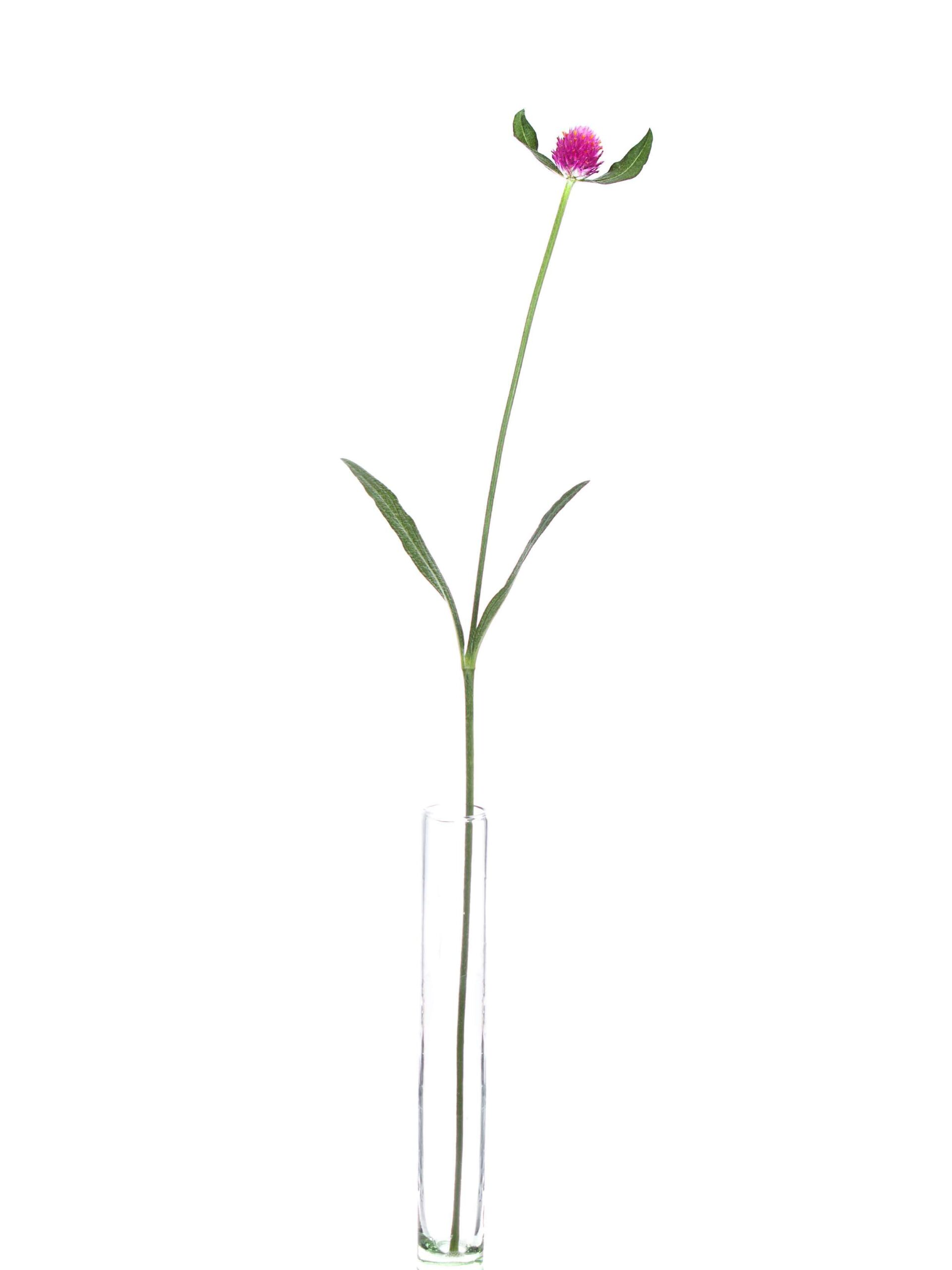 Gomphrena - Echter Kugelamarant - pink