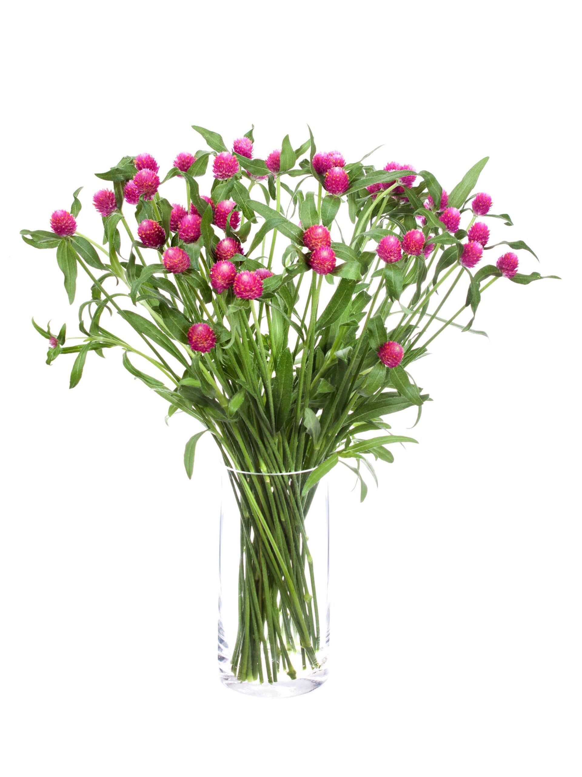 Gomphrena - Echter Kugelamarant - pink