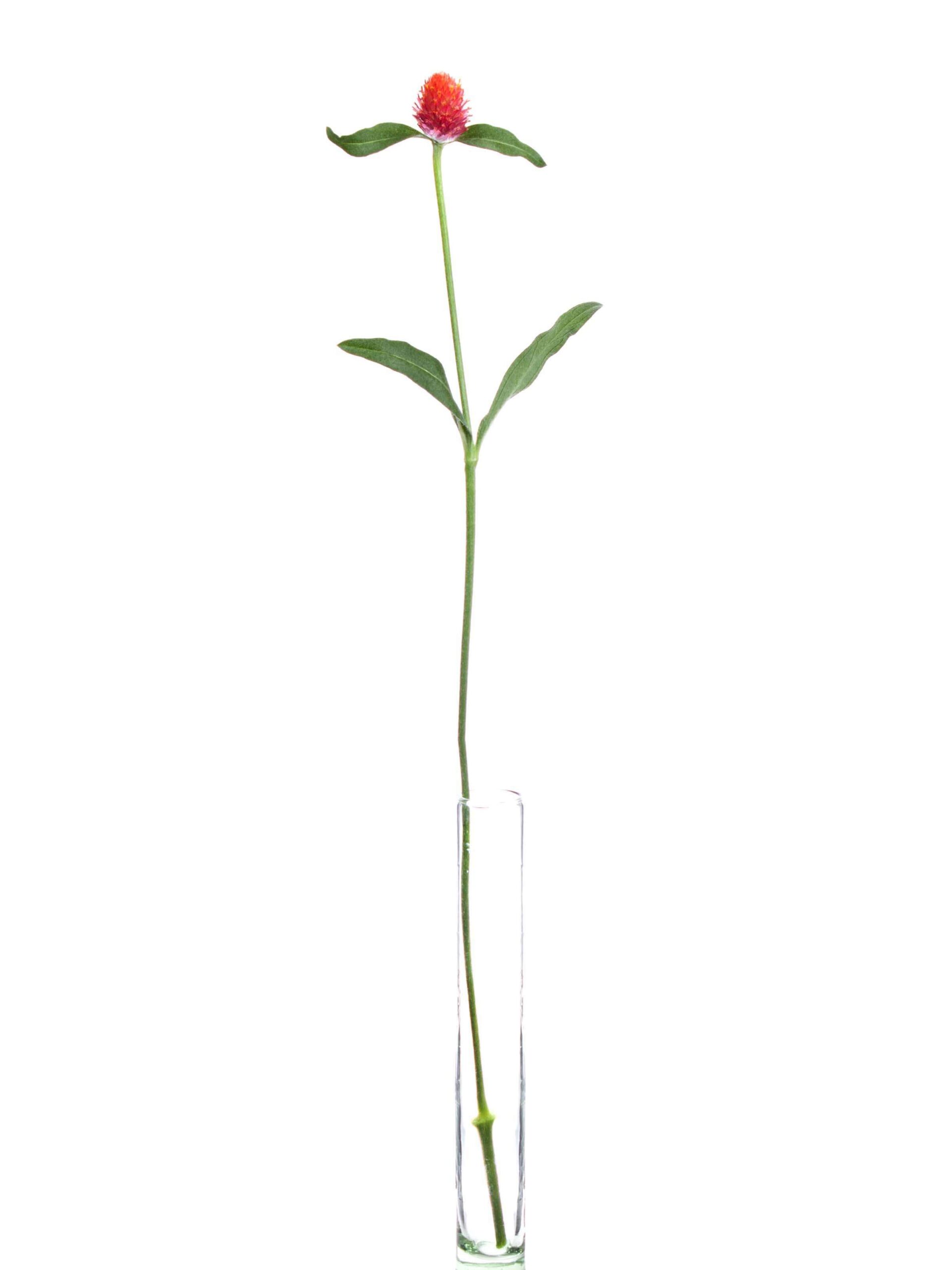 Gomphrena - Echter Kugelamarant - orange