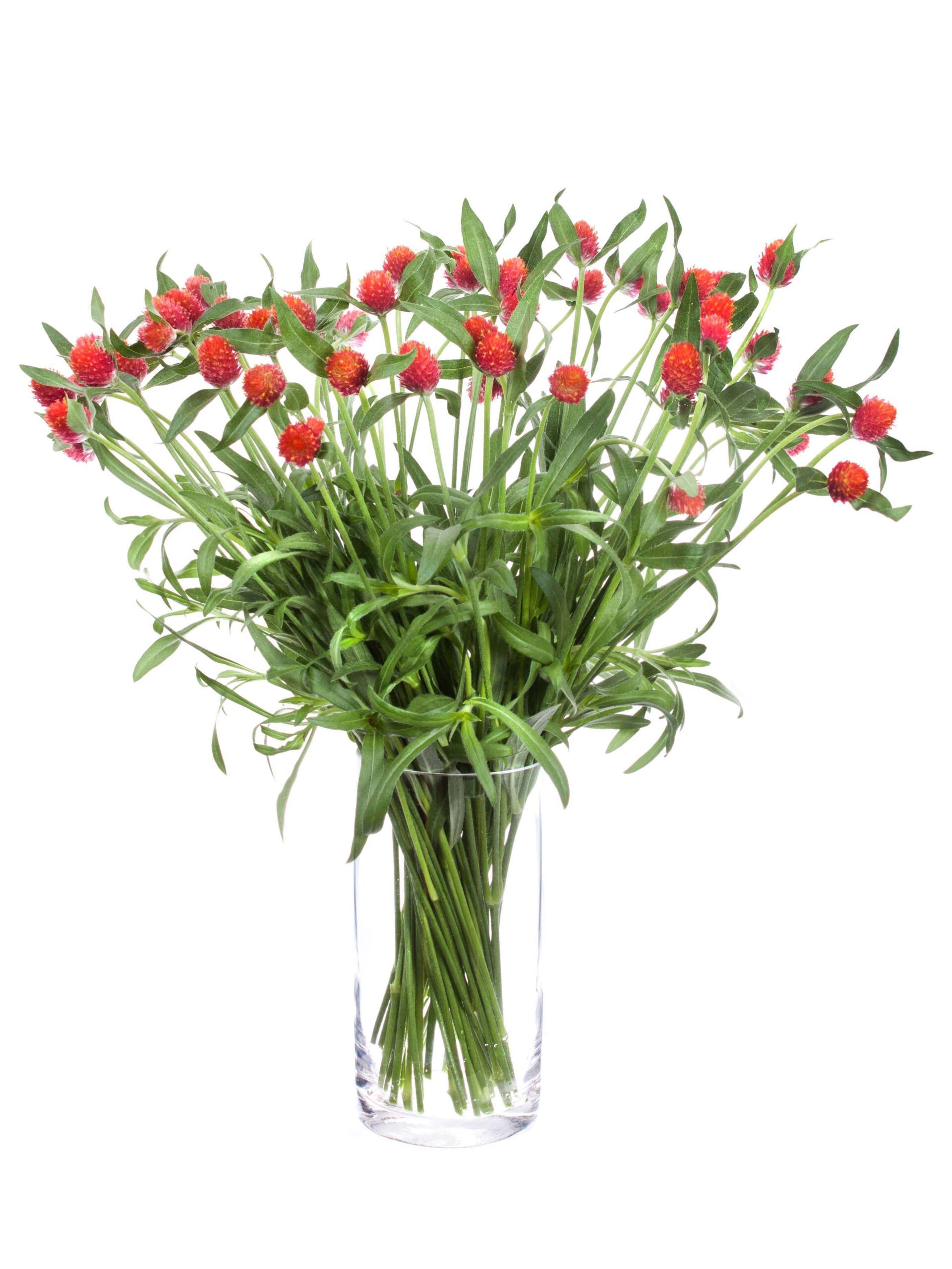 Gomphrena - Echter Kugelamarant - orange