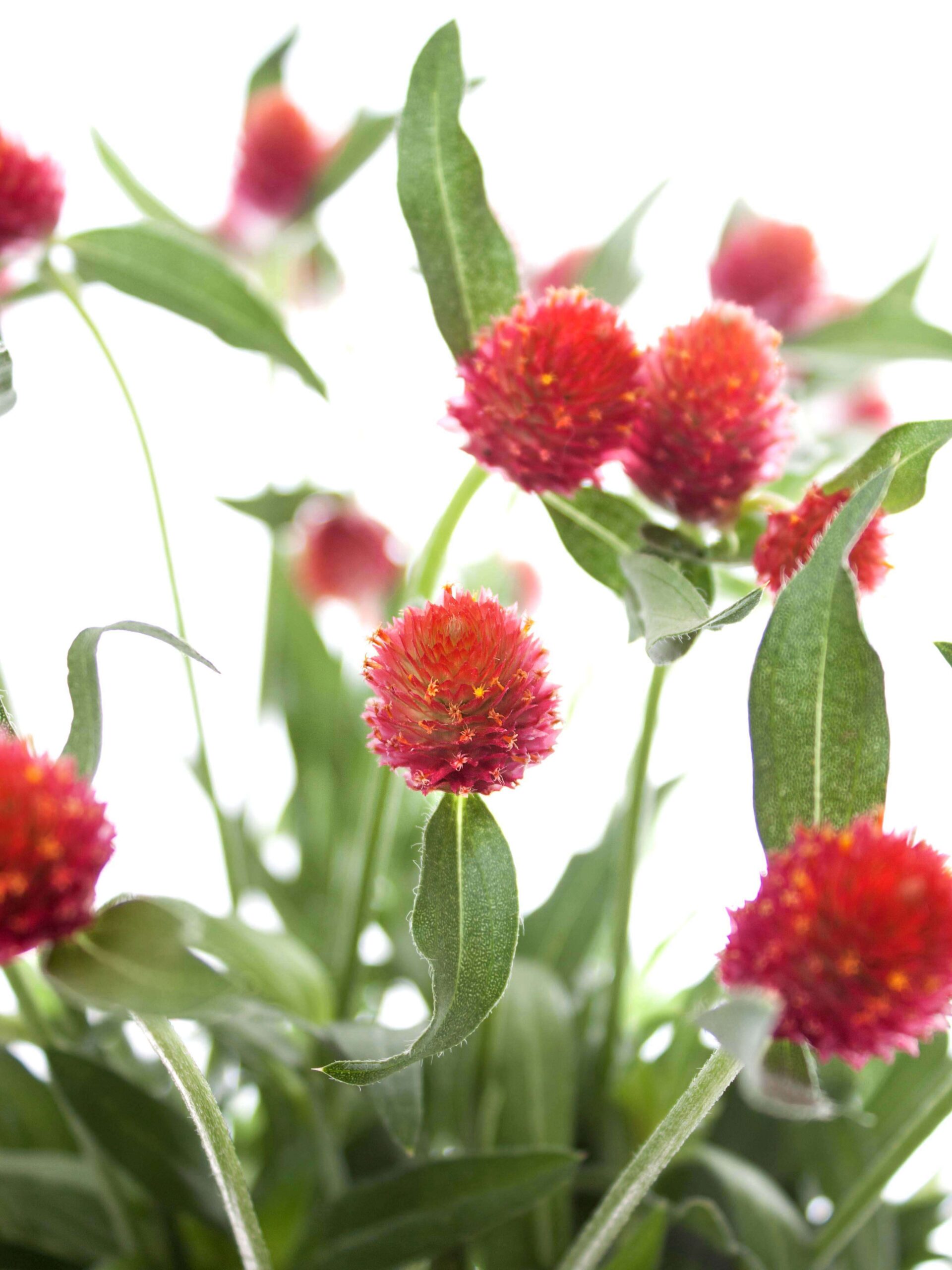 Gomphrena - Echter Kugelamarant - orange