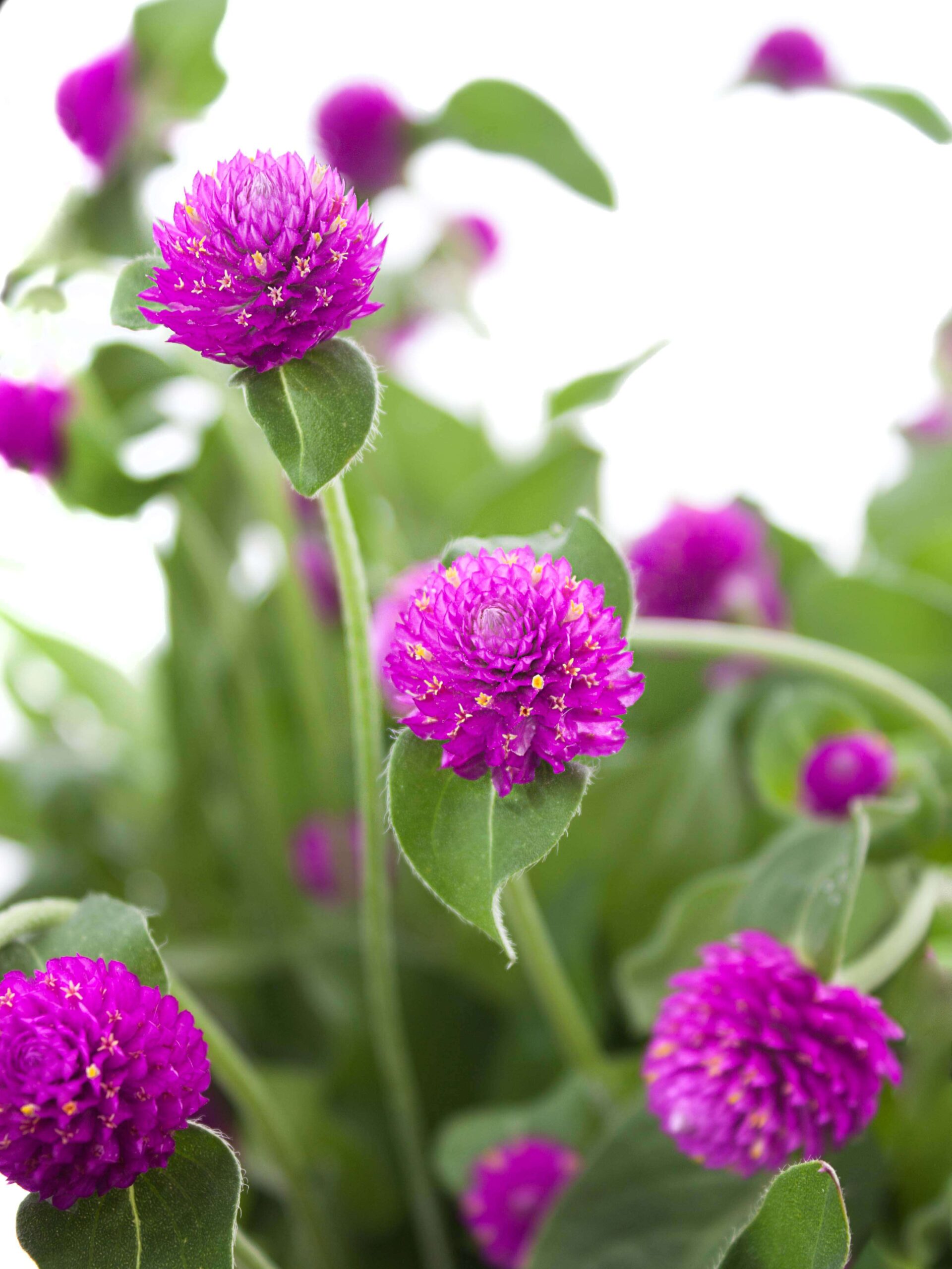 Gomphrena - Echter Kugelamarant - violett