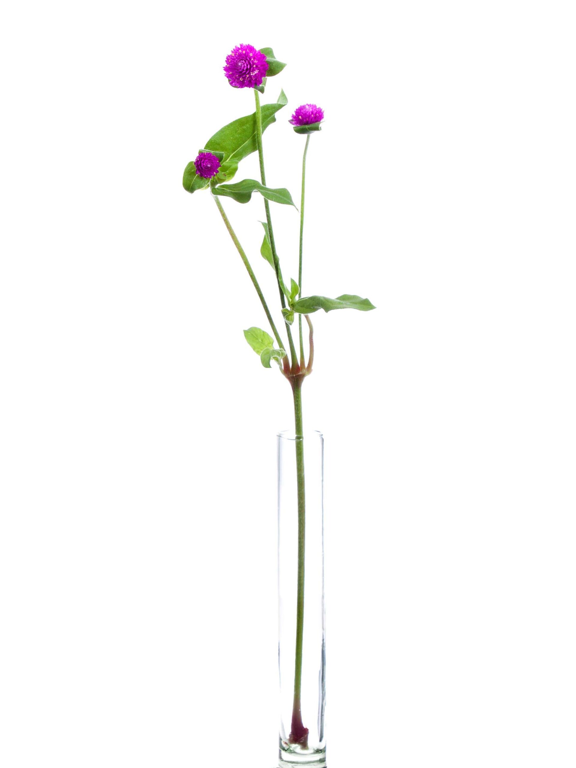 Gomphrena - Echter Kugelamarant violett (4)