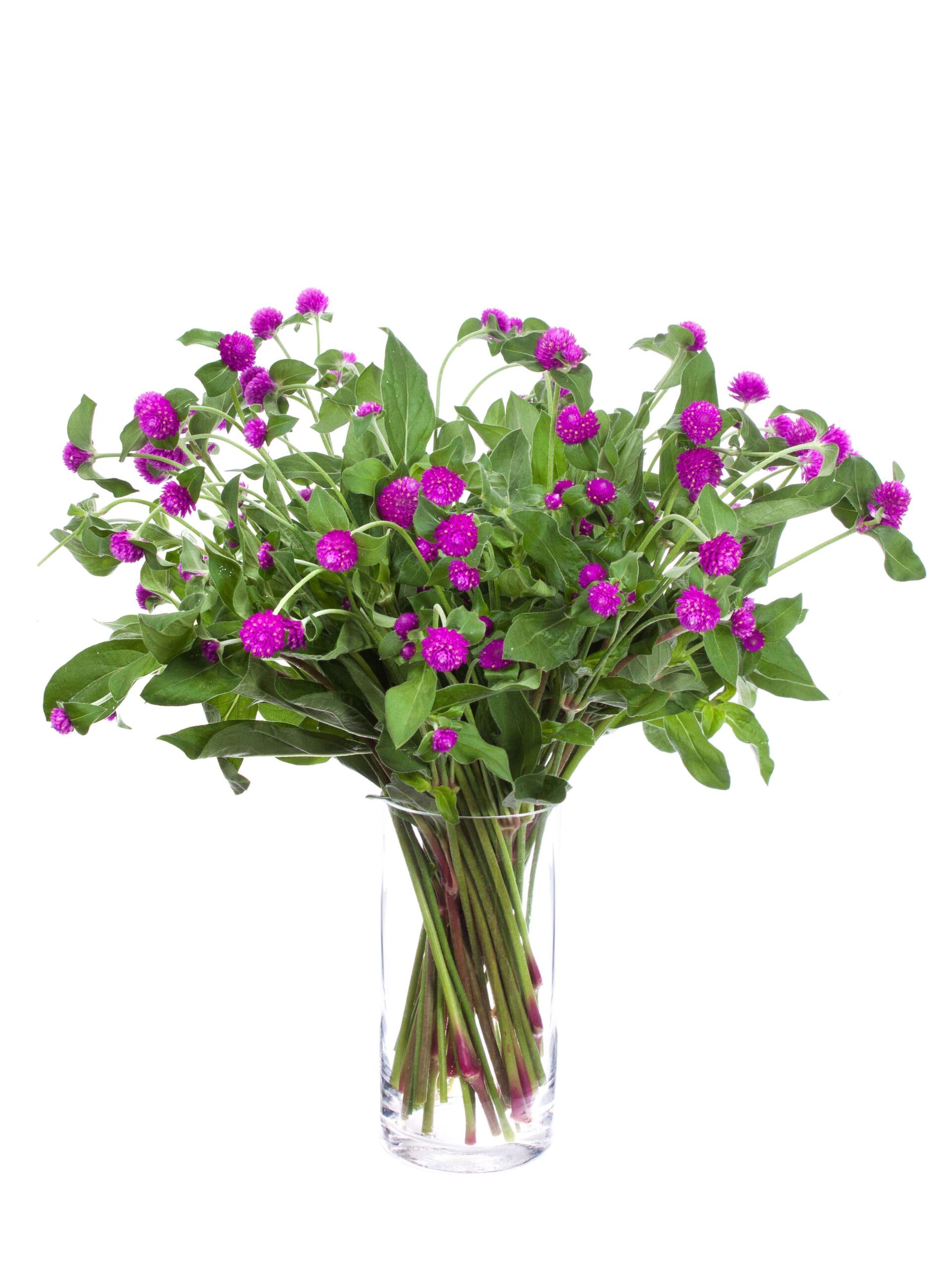 Gomphrena - Echter Kugelamarant violett (5)