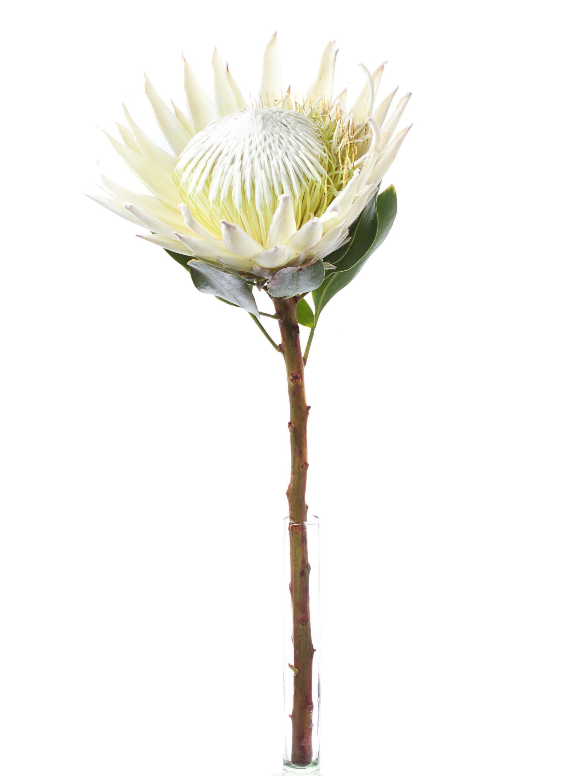 Koenigsprotea Cynaroides arctic ice weiss