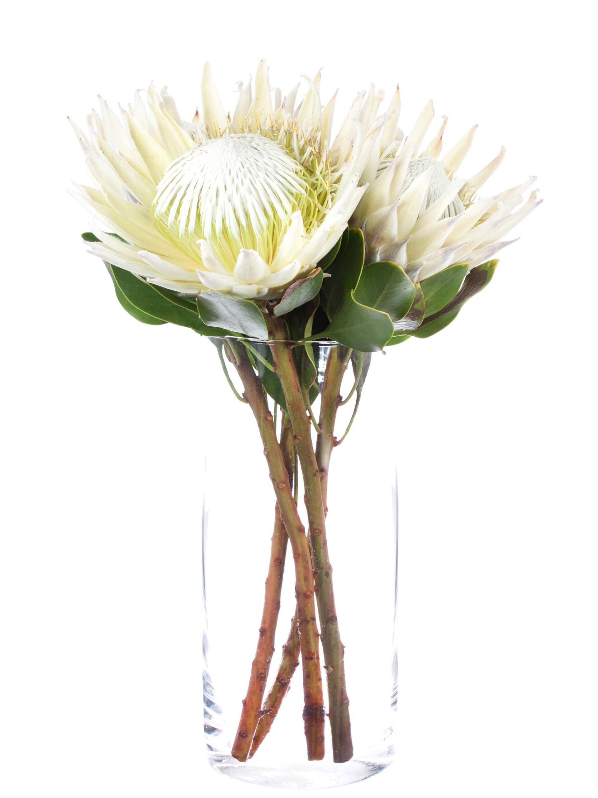 Koenigsprotea Cynaroides arctic ice weiss