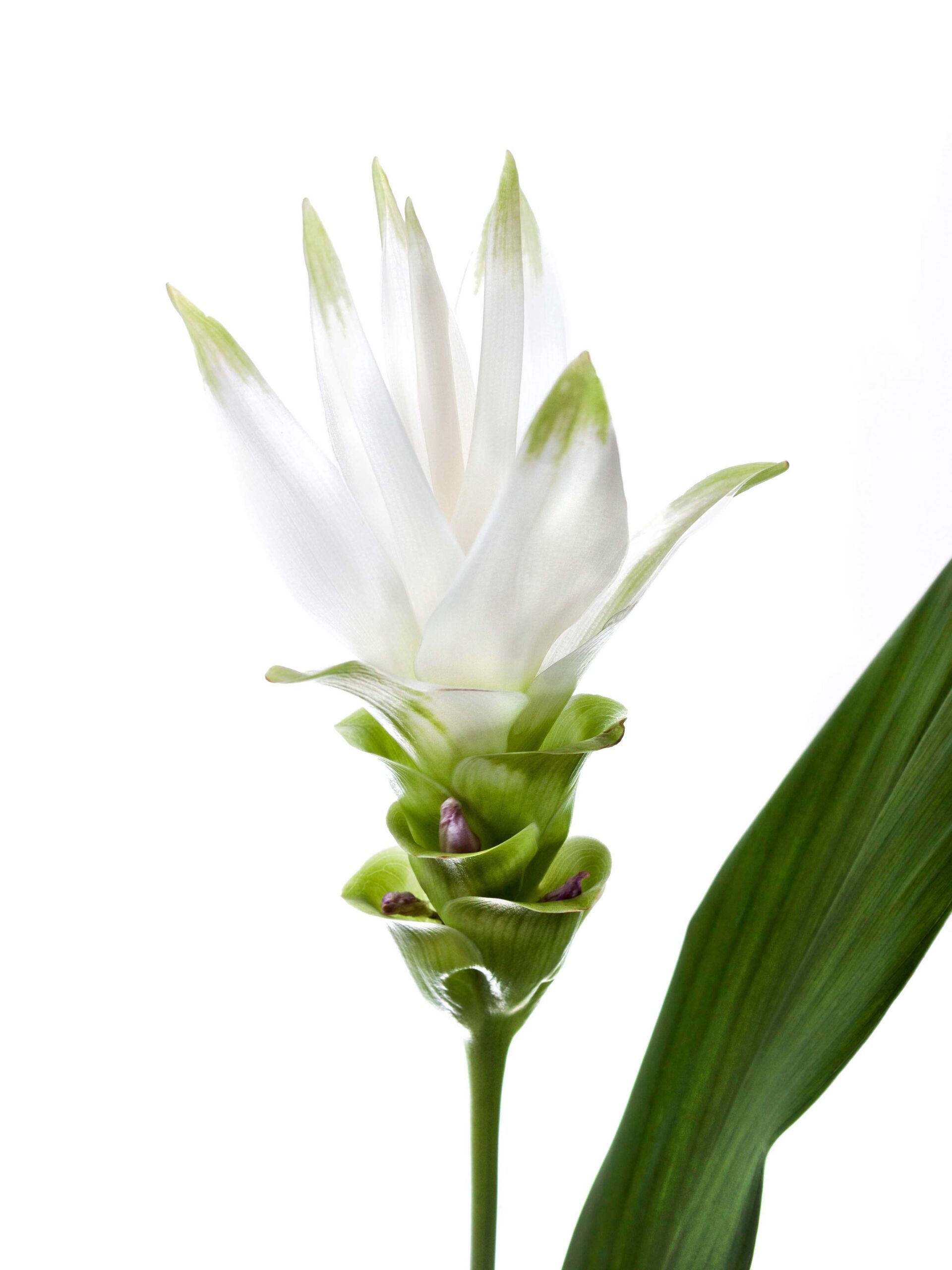 Kurkuma Siam Shine weiss