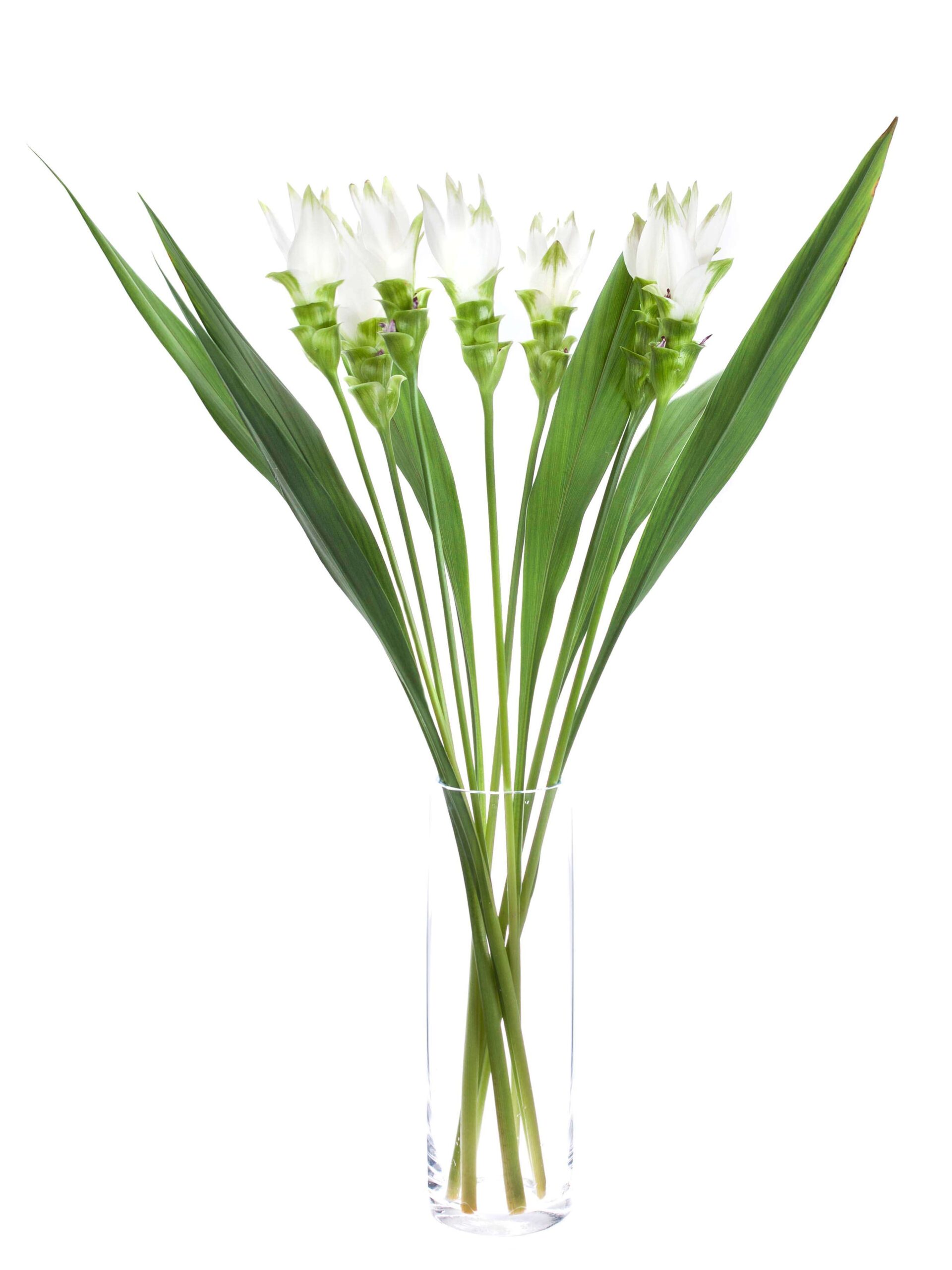 Kurkuma Siam Shine weiss