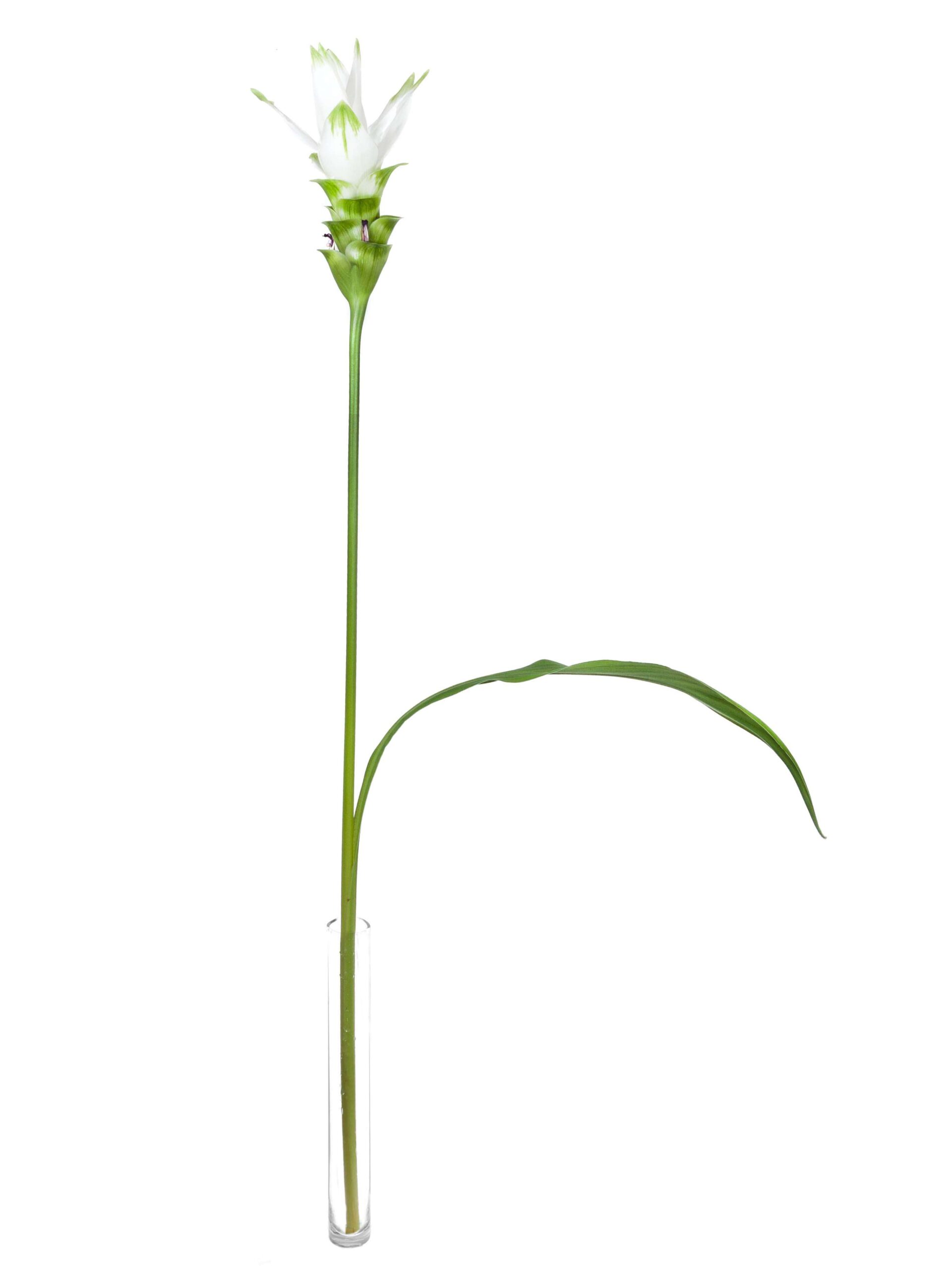 Kurkuma Siam Shine weiss