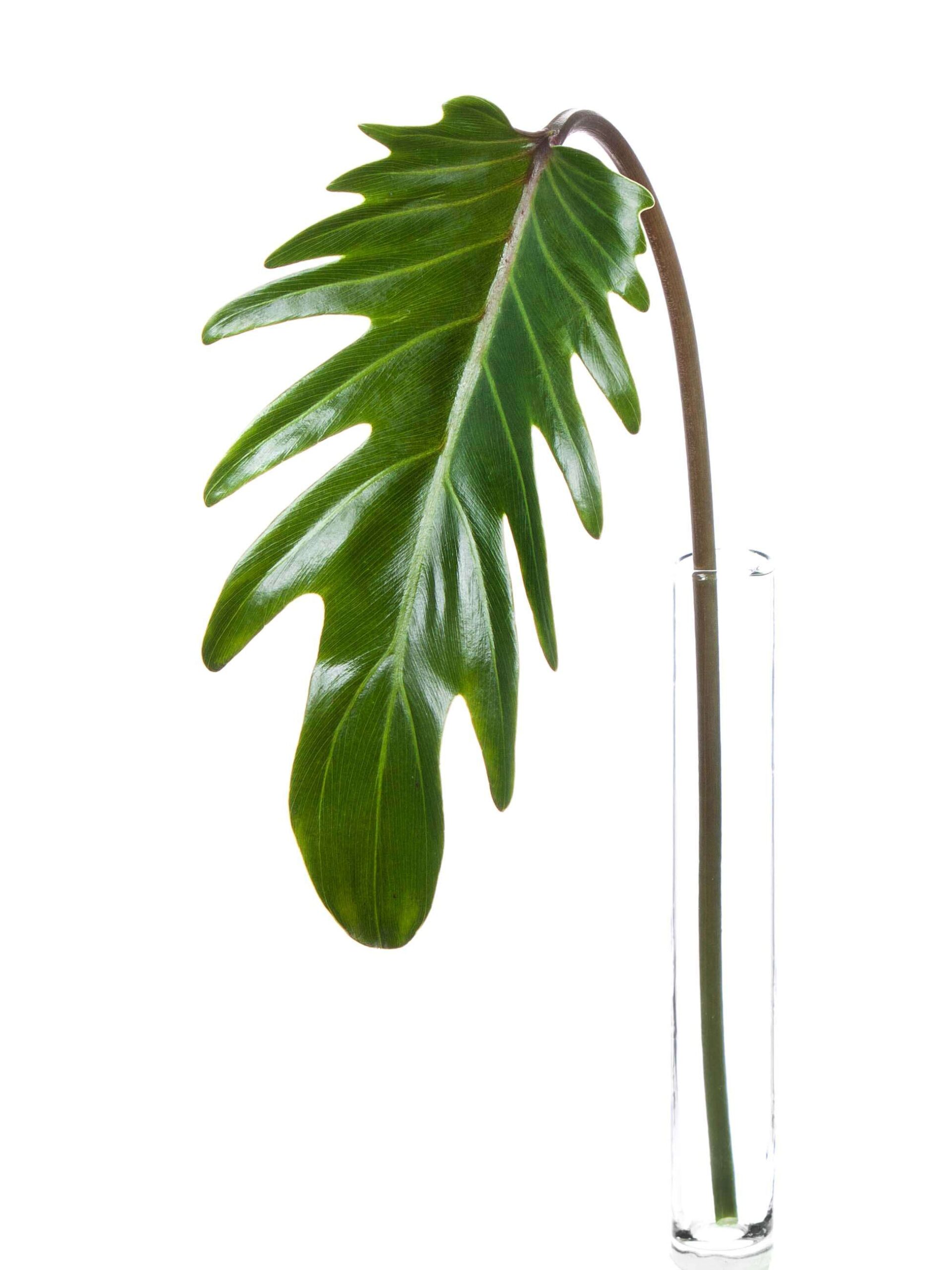 Philodendron Xanadu Blaetter