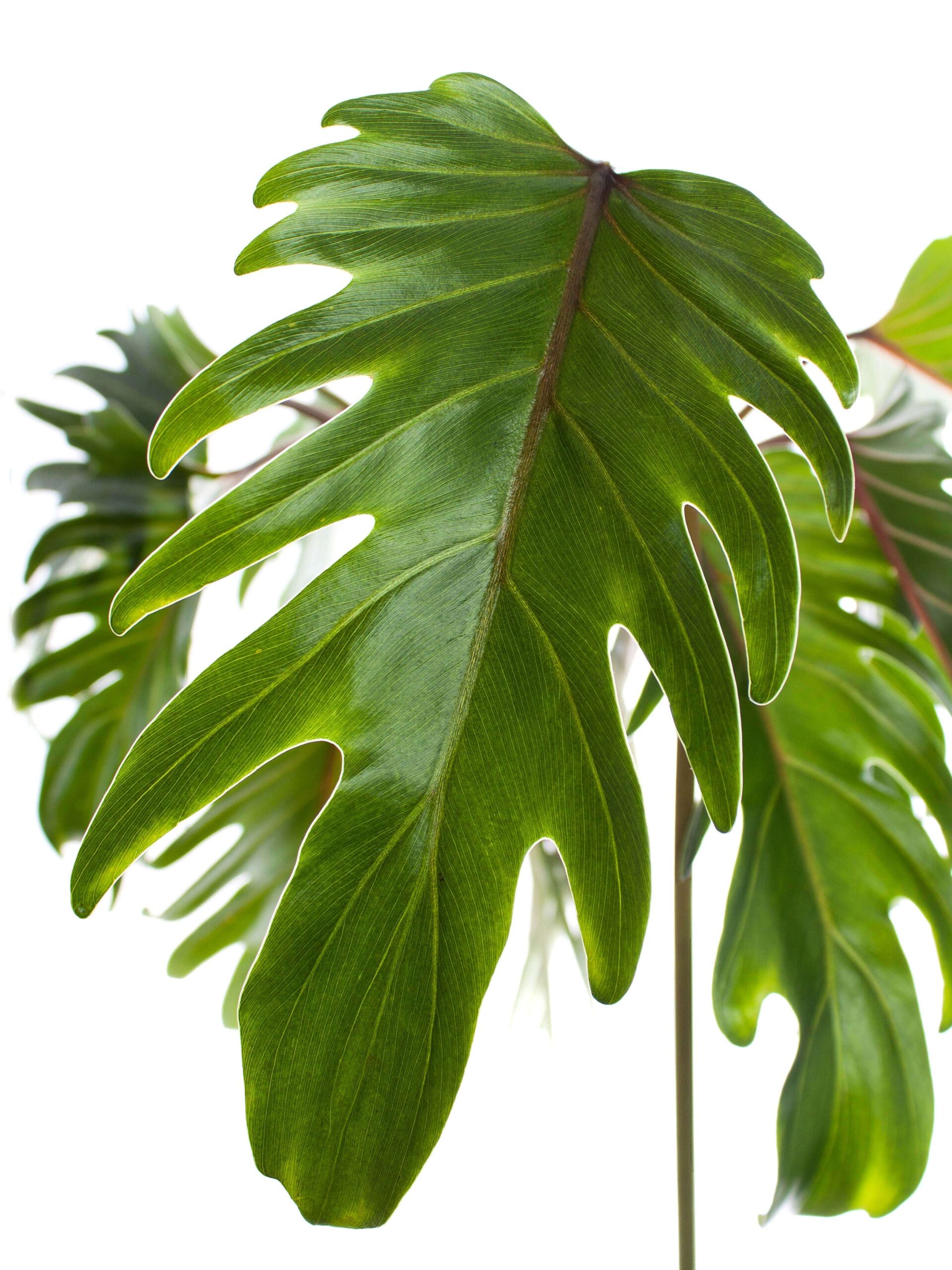 Philodendron "Xanadu" Blätter