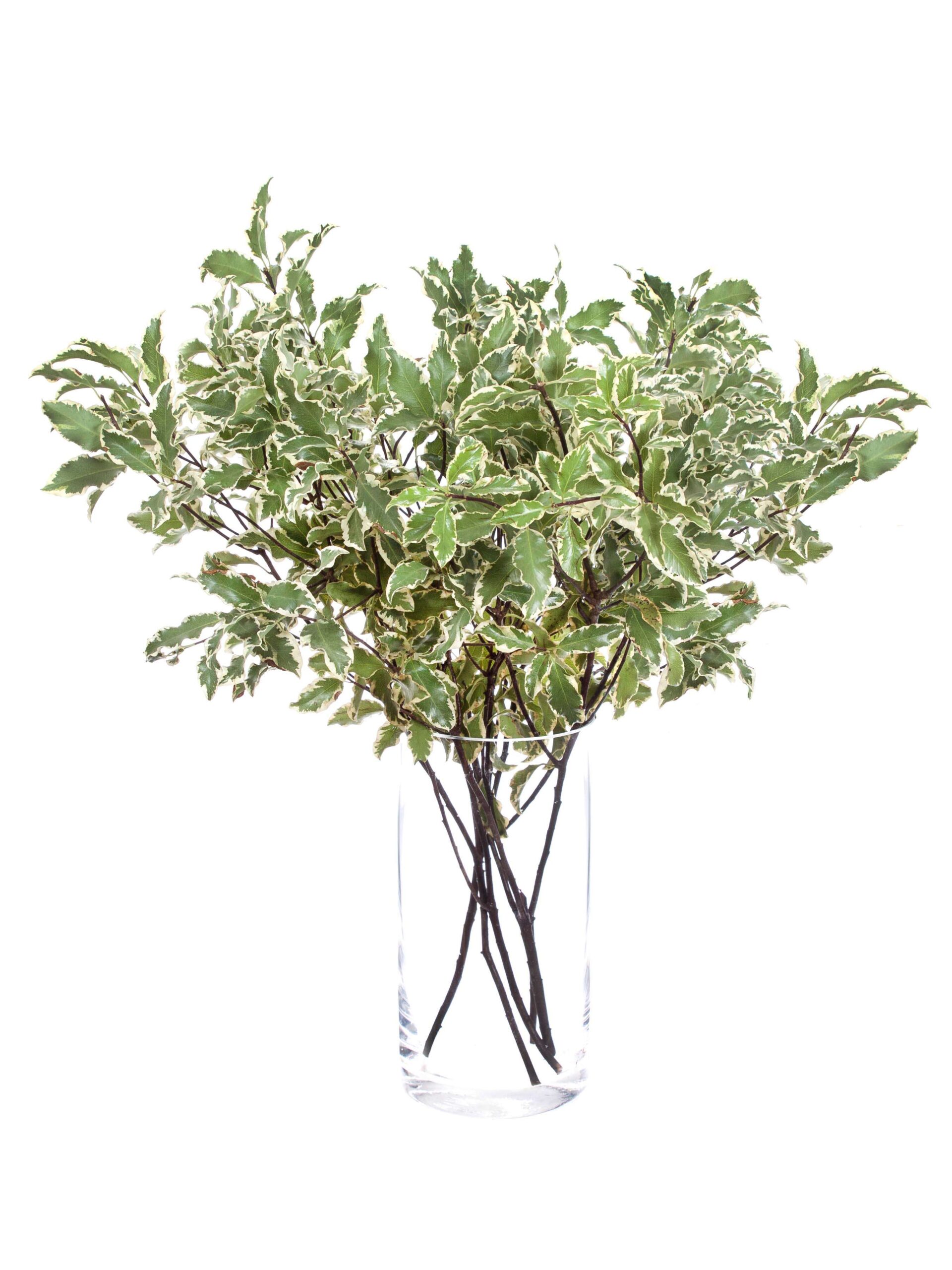 Pittosporum Nigra gruen weiss