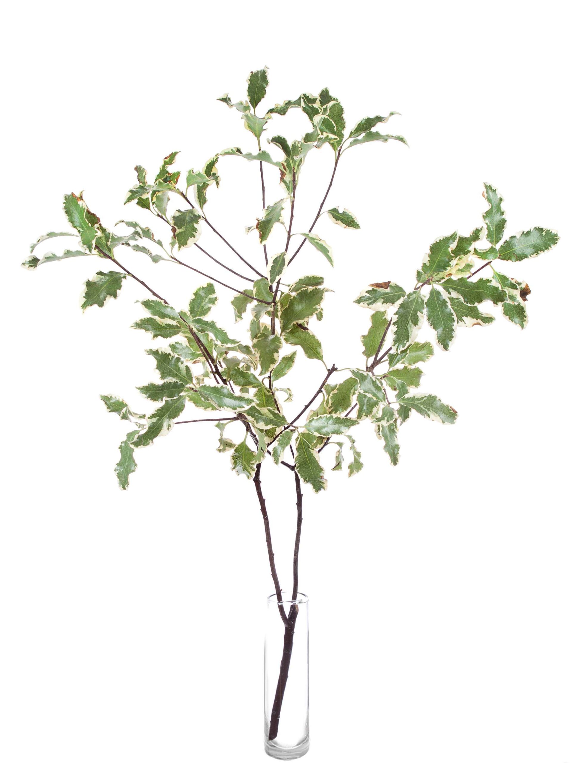 Pittosporum Nigra gruen weiss