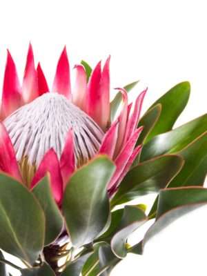 Protea Madiba pink-weiss