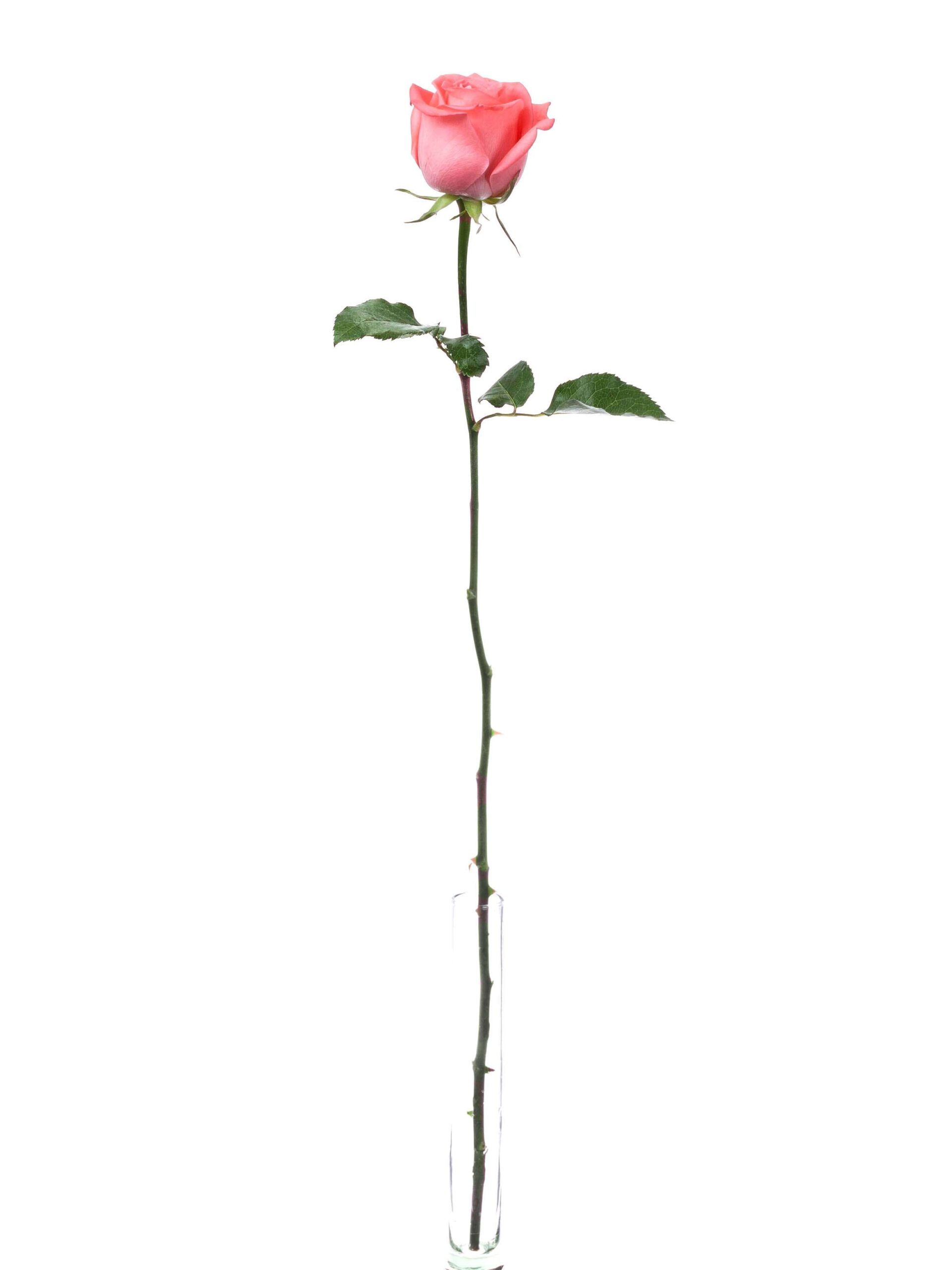 Rose Sankara hell rot