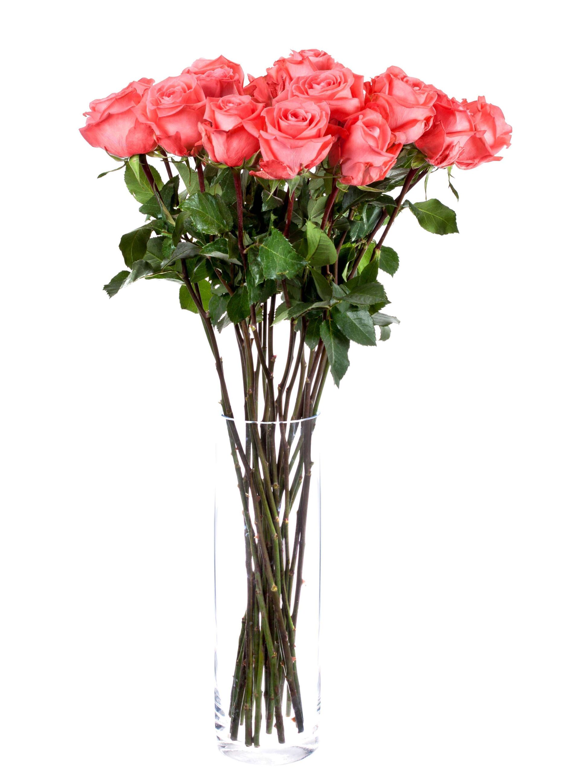 Rose Sankara hell rot