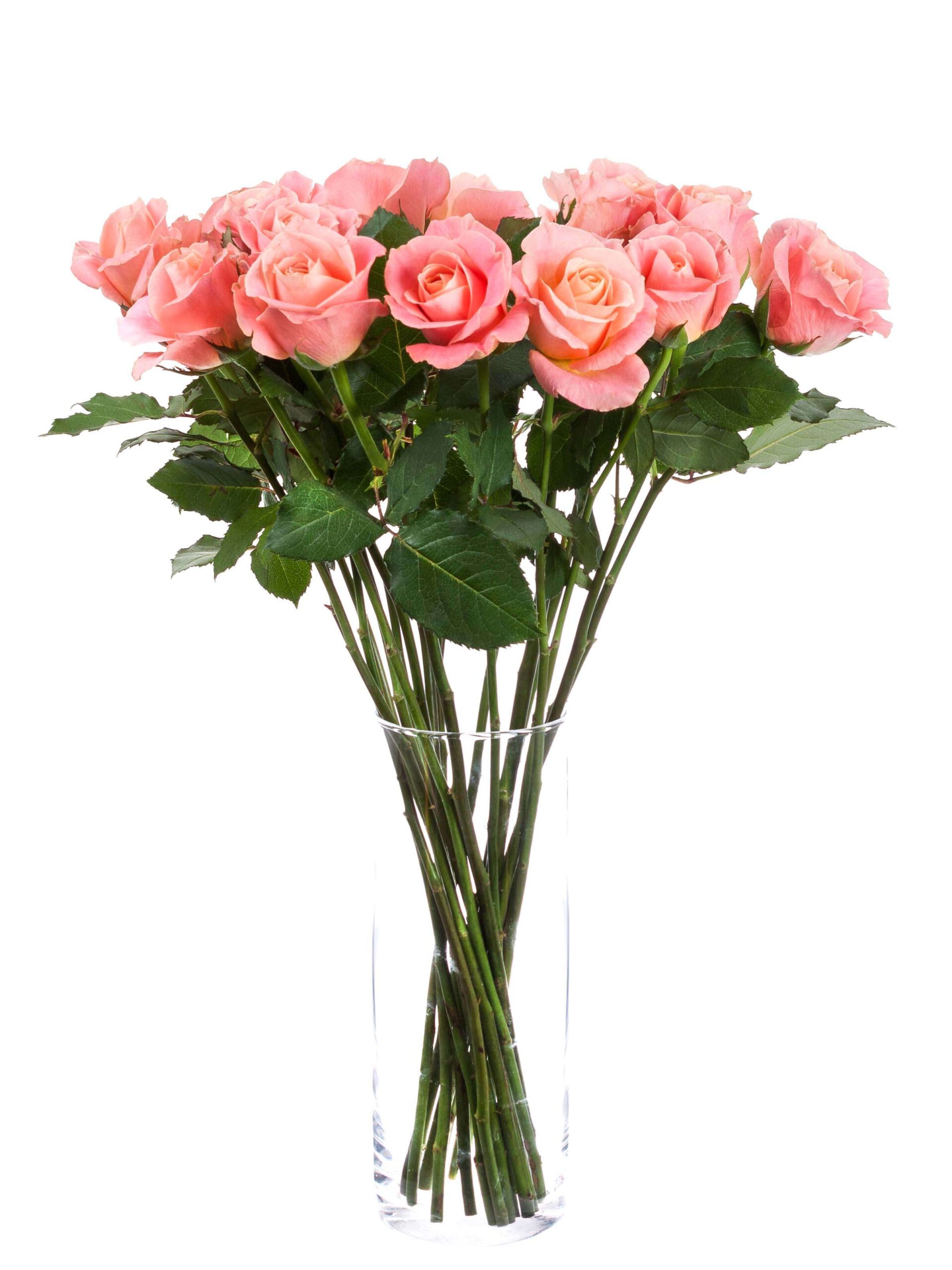 Rosen Miss Piggy pink-apricote