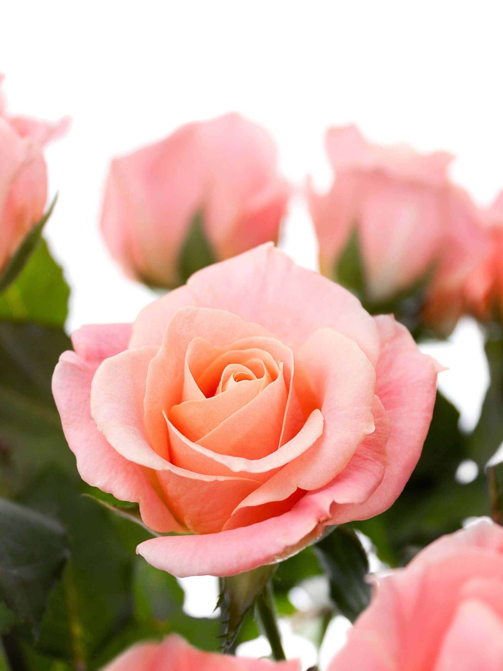 Rosen "Miss Piggy" apricot