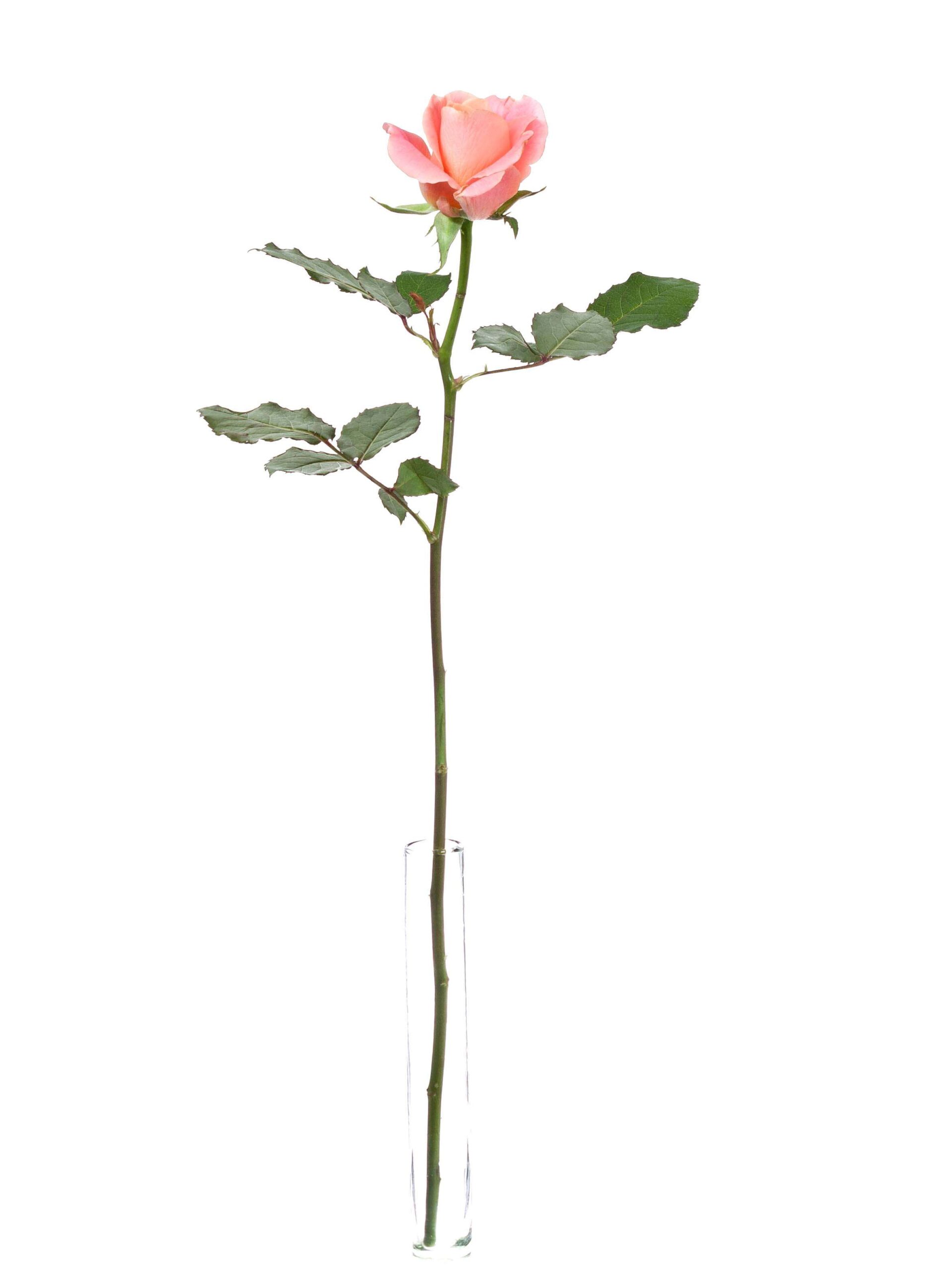 Rosen Miss Piggy pink-apricote