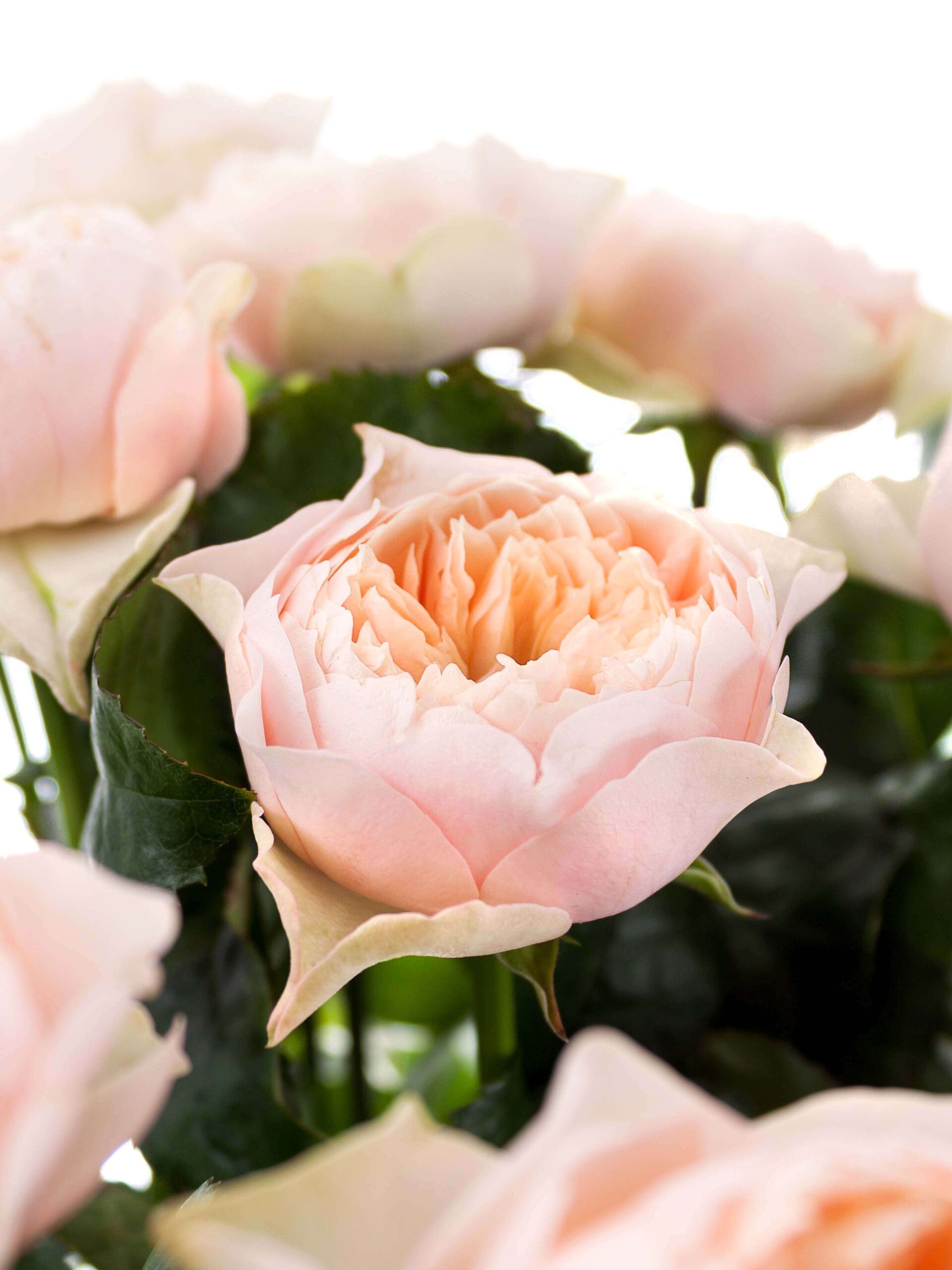 Rosen "Romantic Vuvuzela" creme-apricote