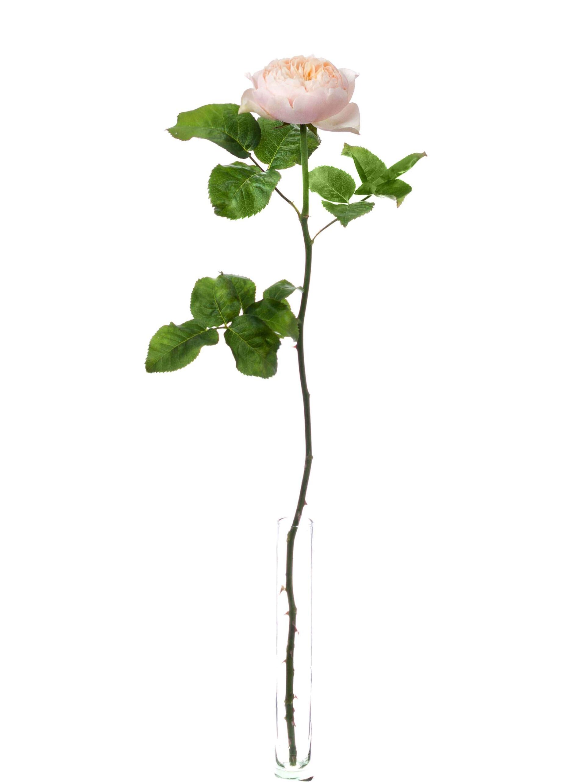 Rosen Romantic Vuvuzela creme-apricote