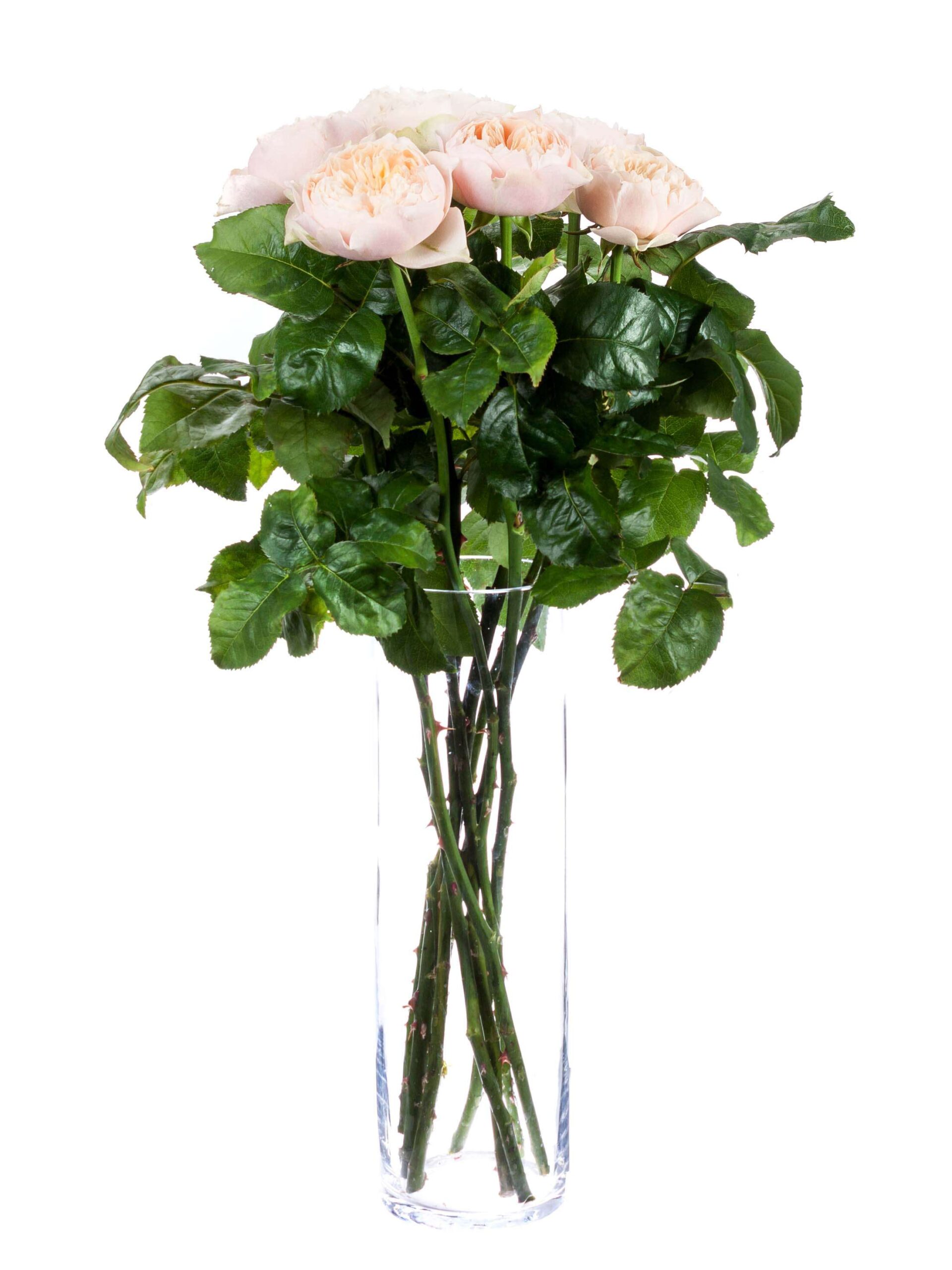 Rosen Romantic Vuvuzela creme-apricote
