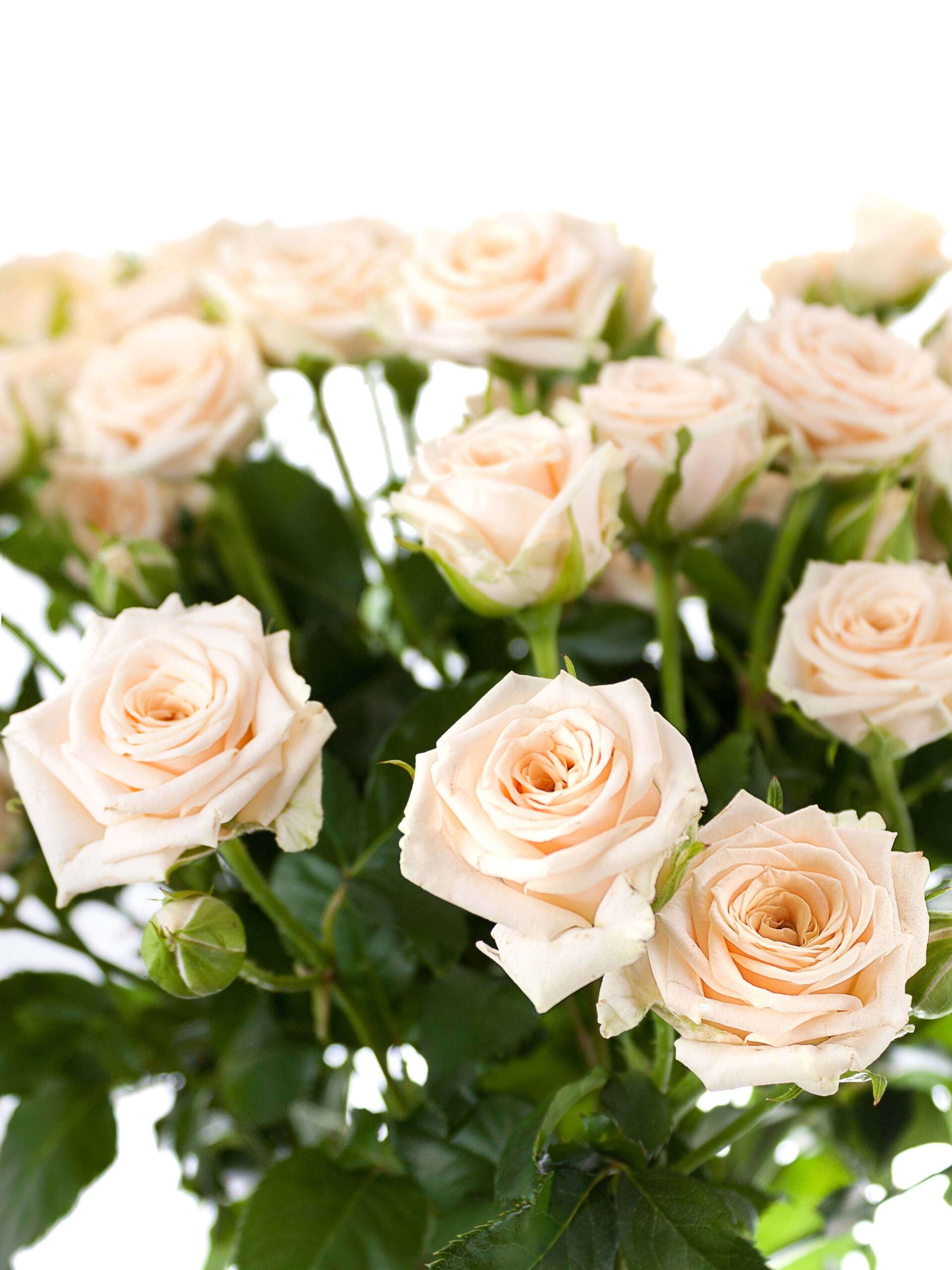 Rosen verzweigt "Tanja" creme