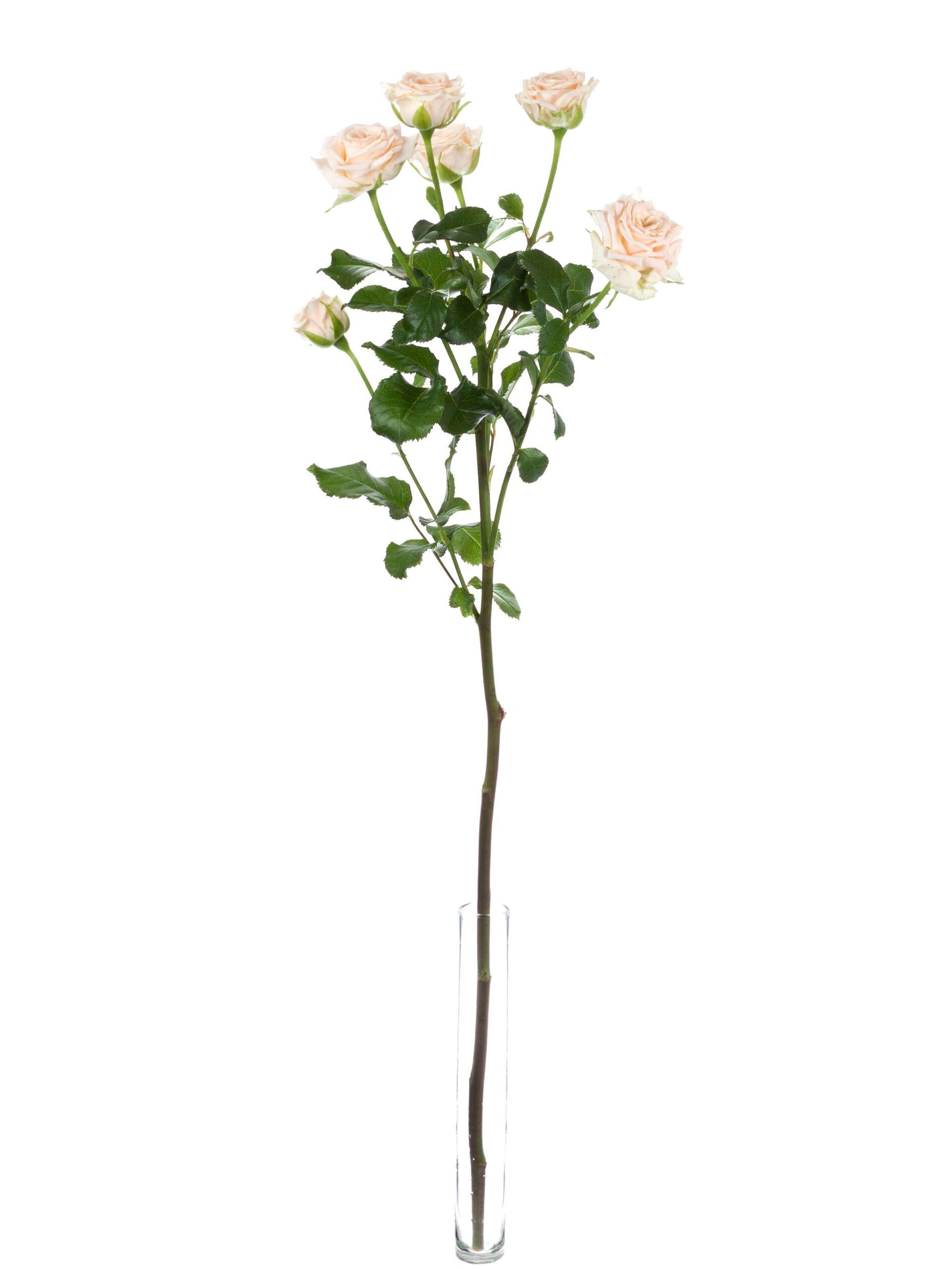 Rosen verzweigt Tanja creme