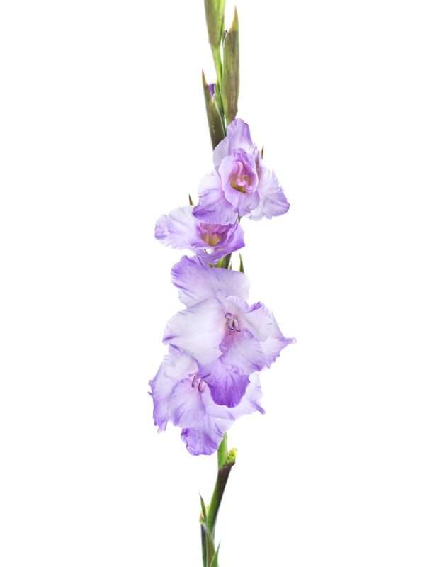 Gladiolen Milka hell-violett