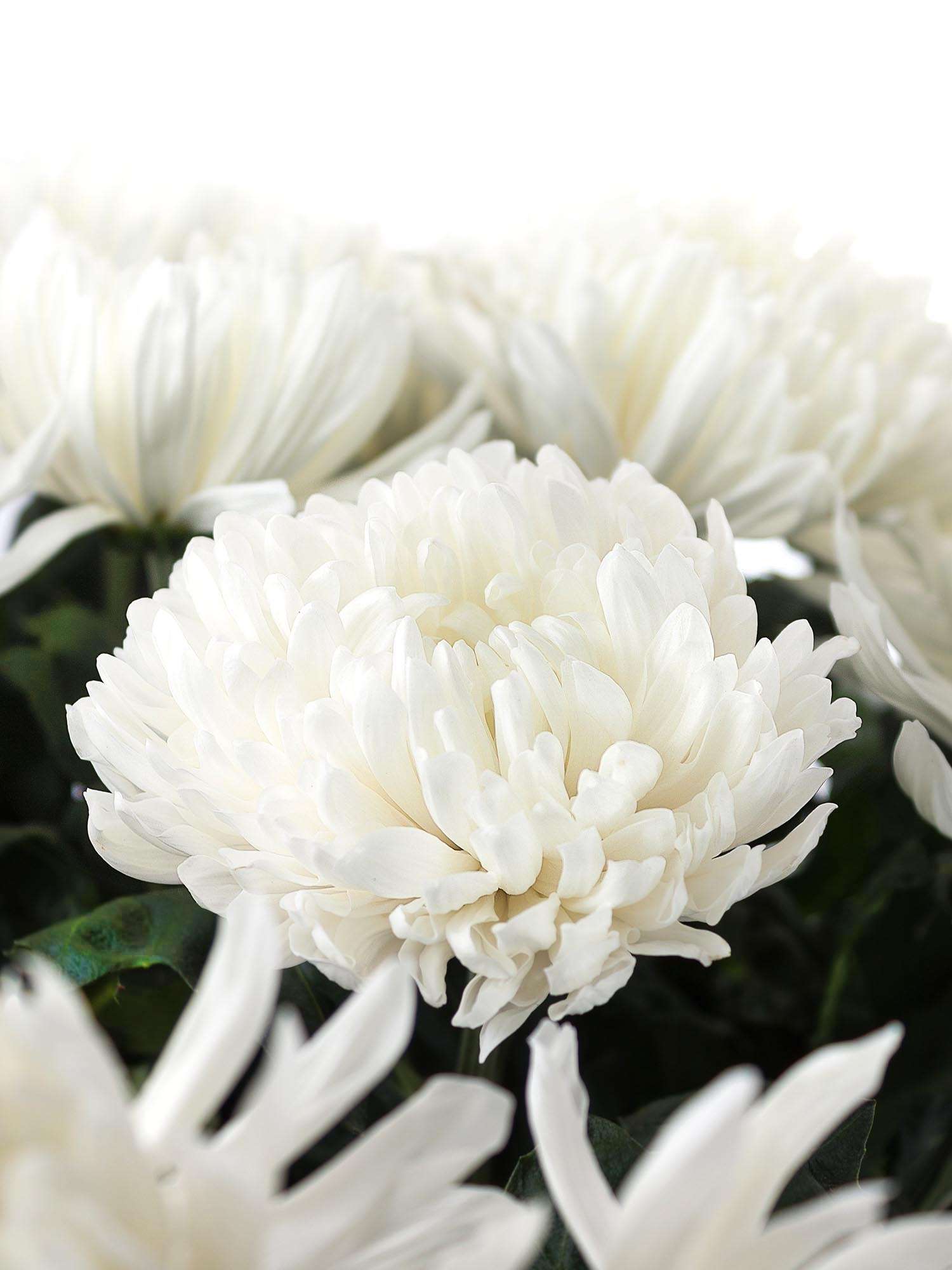 Chrysanthemen „Antonov“ weiß