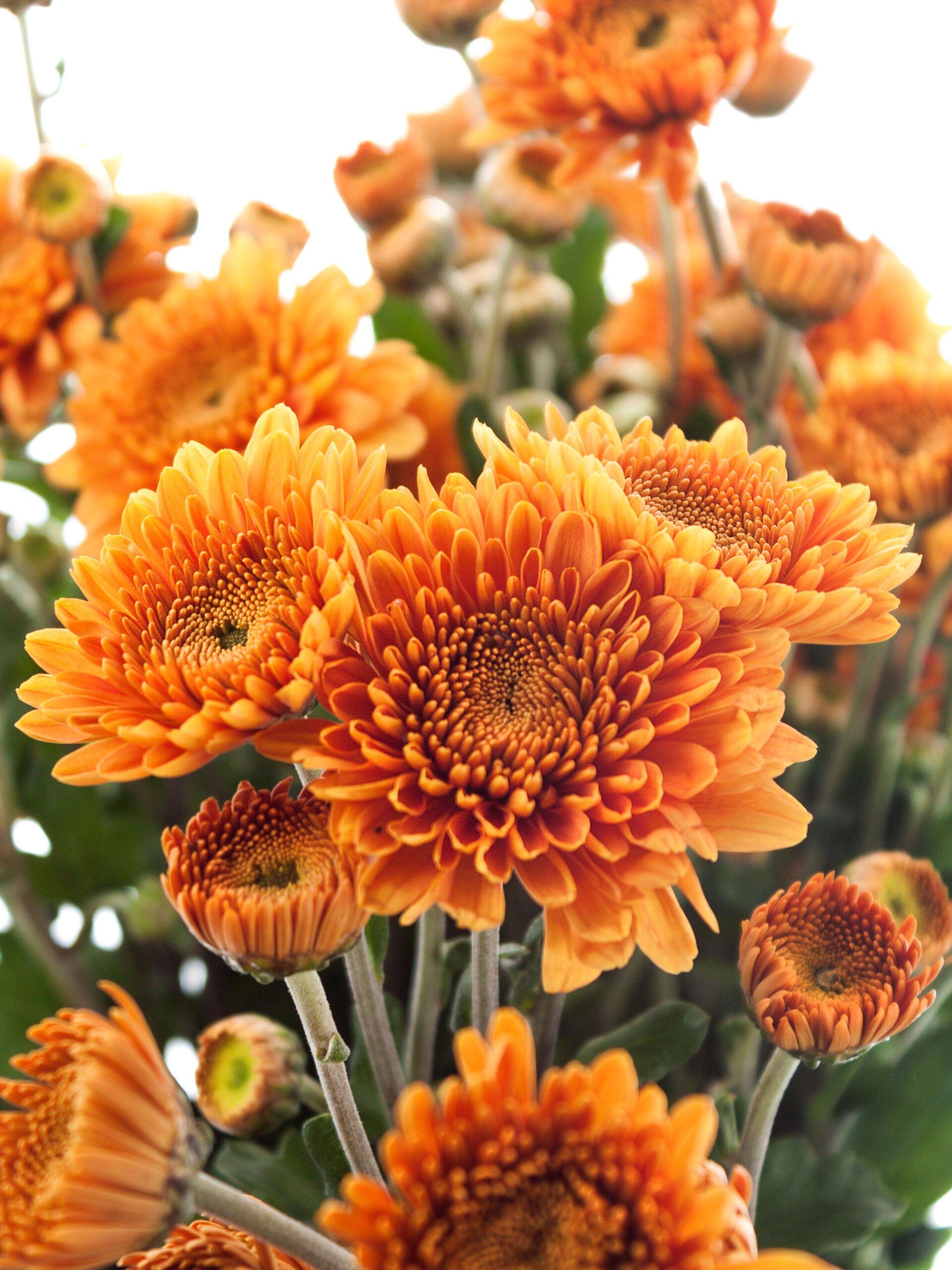 Crysantheme Littleton orange