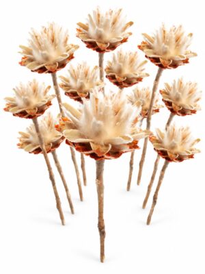 Leucospermum