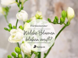 Weiße Blumen - Welche Schnittblumen blühen weiß?