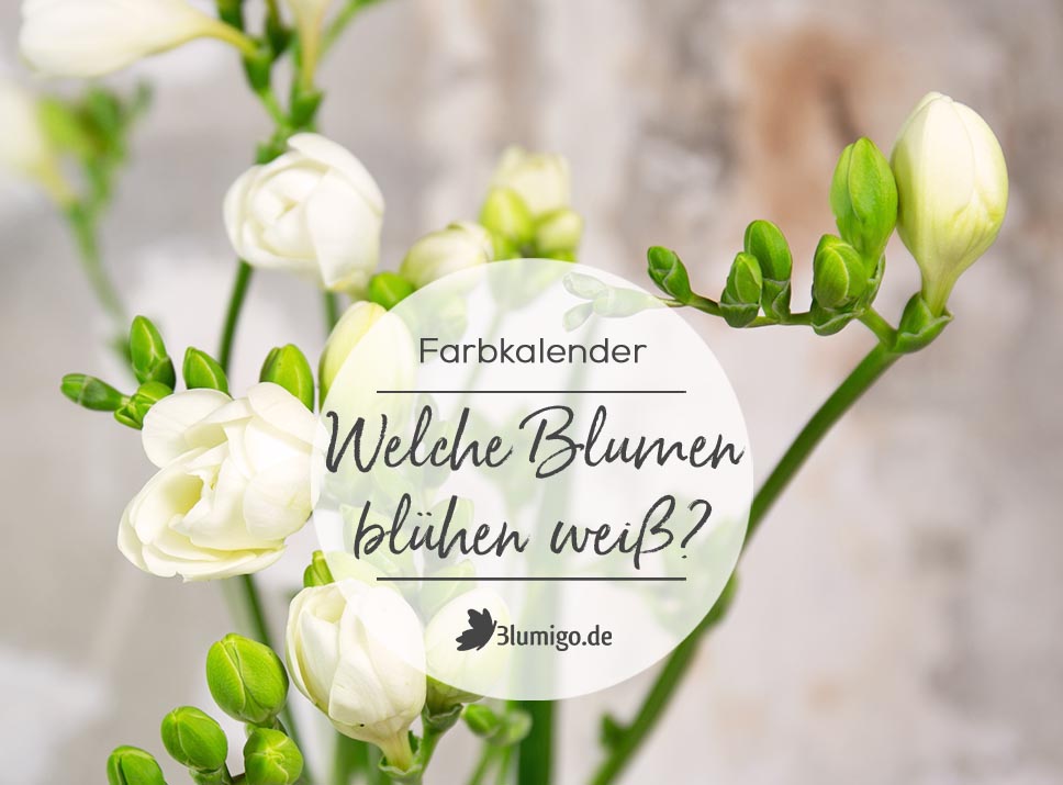 Weiße Blumen - Welche Schnittblumen blühen weiß?