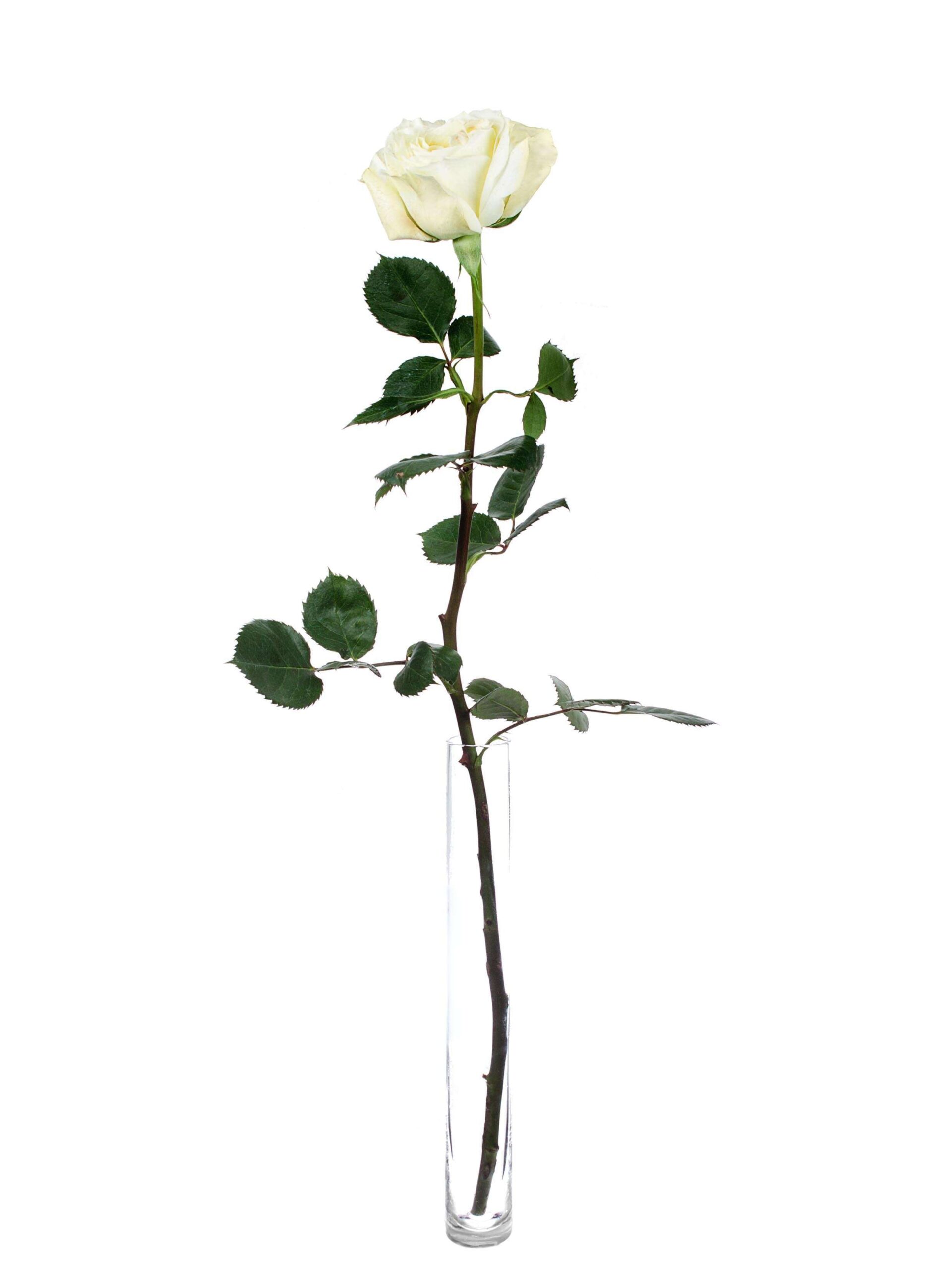 Rosen Mayra Cream weiss-creme